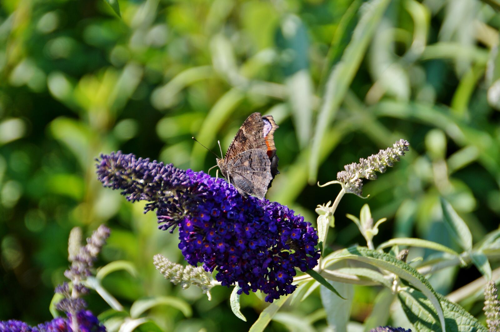 Sony SLT-A58 sample photo. Butterfly, flower, kumule photography