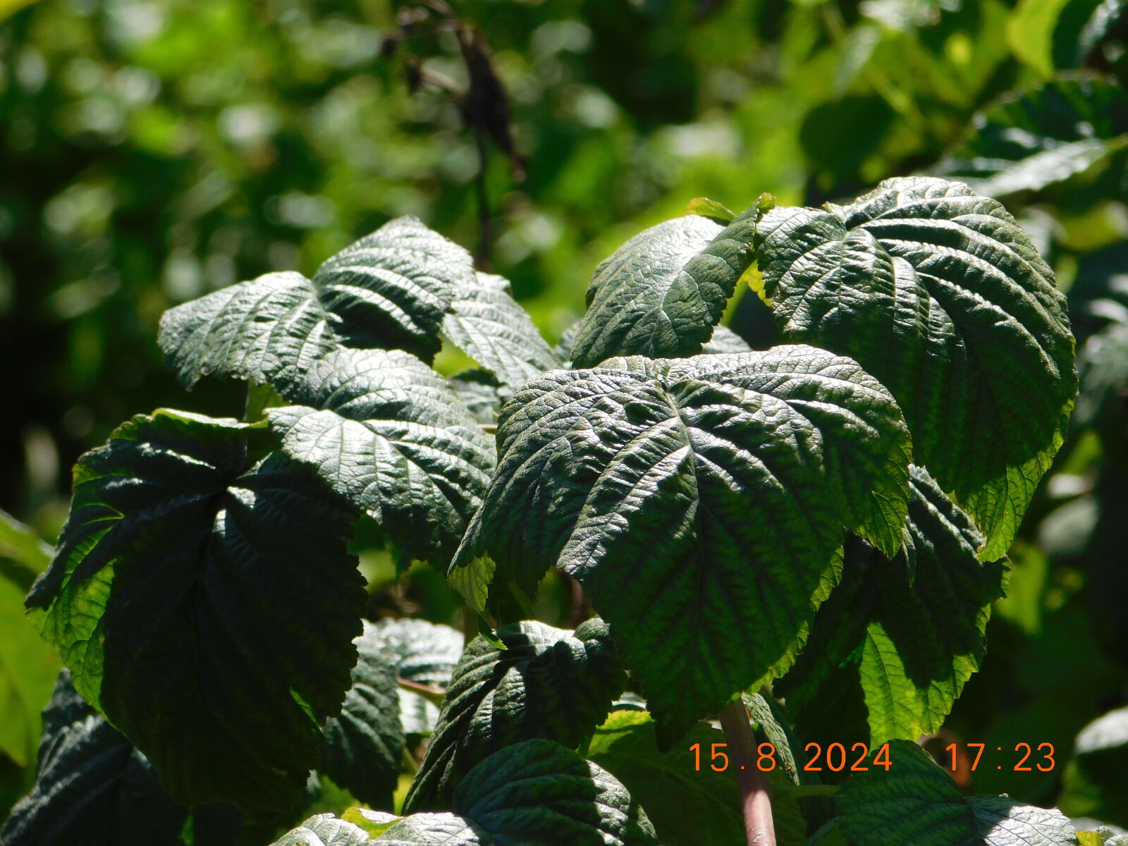 Nikon Coolpix L840 sample photo
