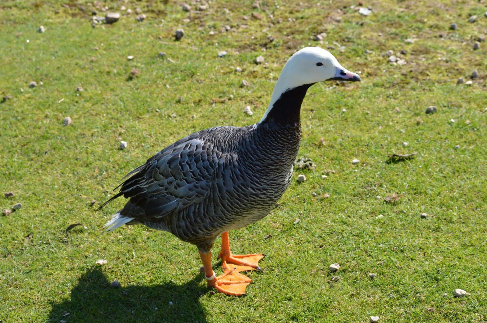 Nikon D3200 sample photo. Duck, nature, plumage photography