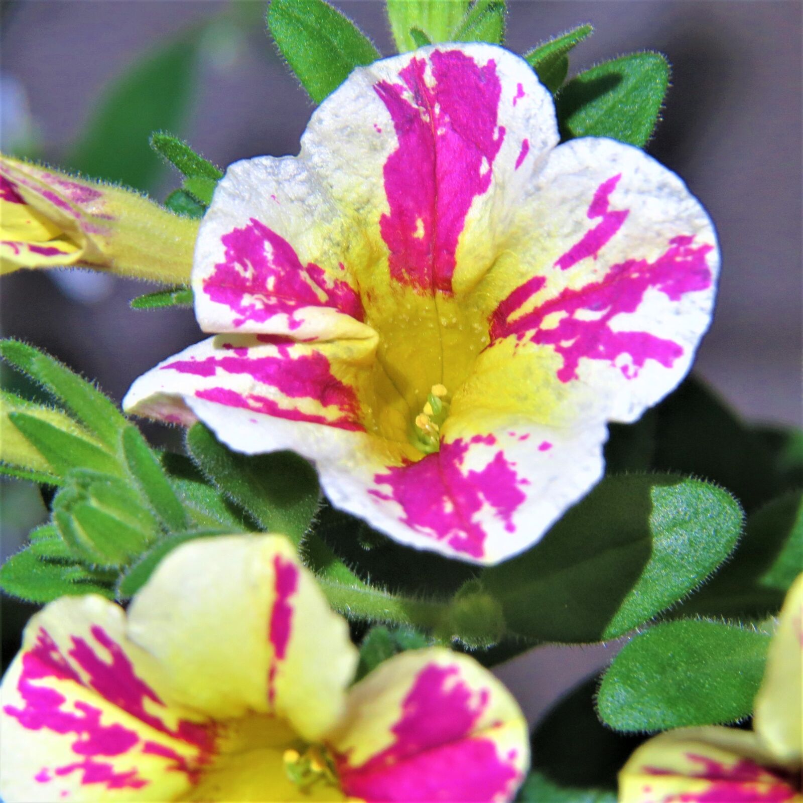 Canon PowerShot SX50 HS sample photo. Colorful, flower, pink and photography