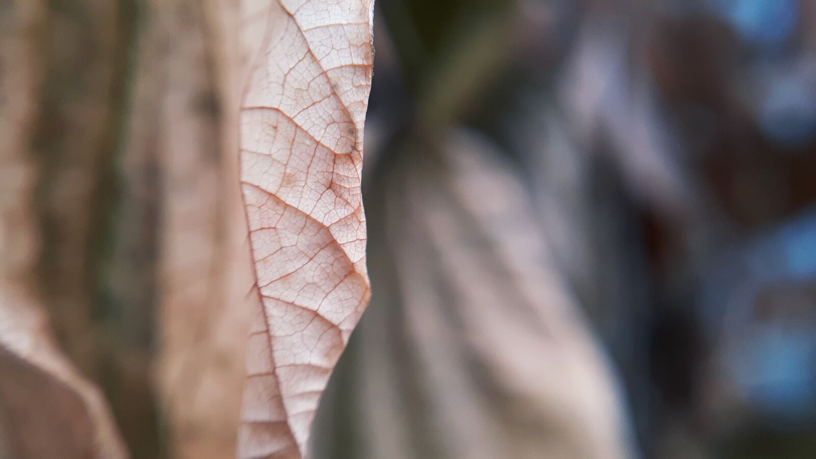 Samsung Galaxy A20 sample photo. Leaf, old, dry photography