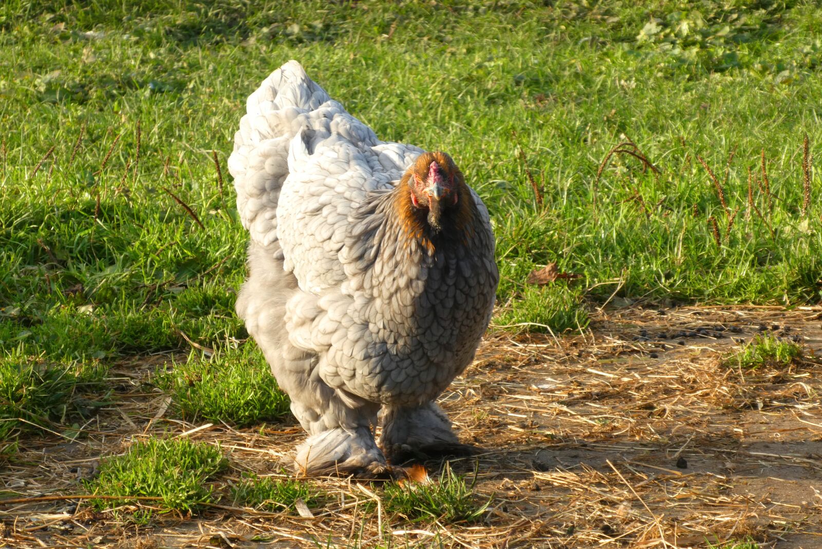 Panasonic Lumix DC-ZS70 (Lumix DC-TZ90) sample photo. Chicken, cochin, kippenras photography