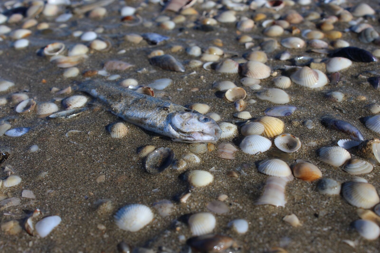 Canon EOS 600D (Rebel EOS T3i / EOS Kiss X5) sample photo. Fish, sea, ocean photography