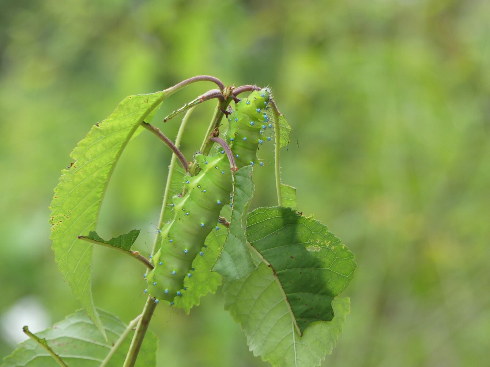 Panasonic Lumix DMC-FZ300 sample photo. Caterpillar, green, nature photography