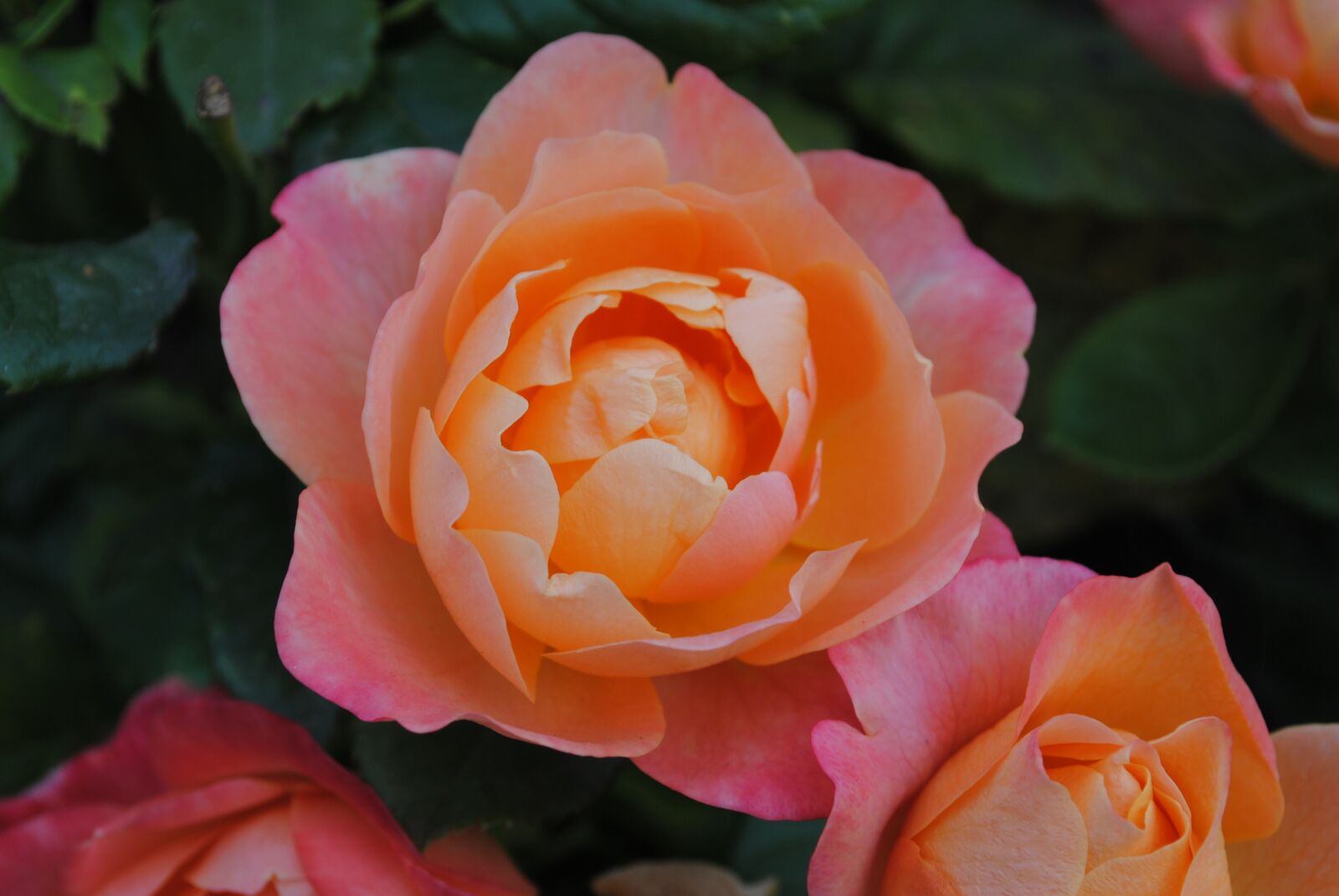 Nikon D3000 sample photo. Rose, flower, petal photography