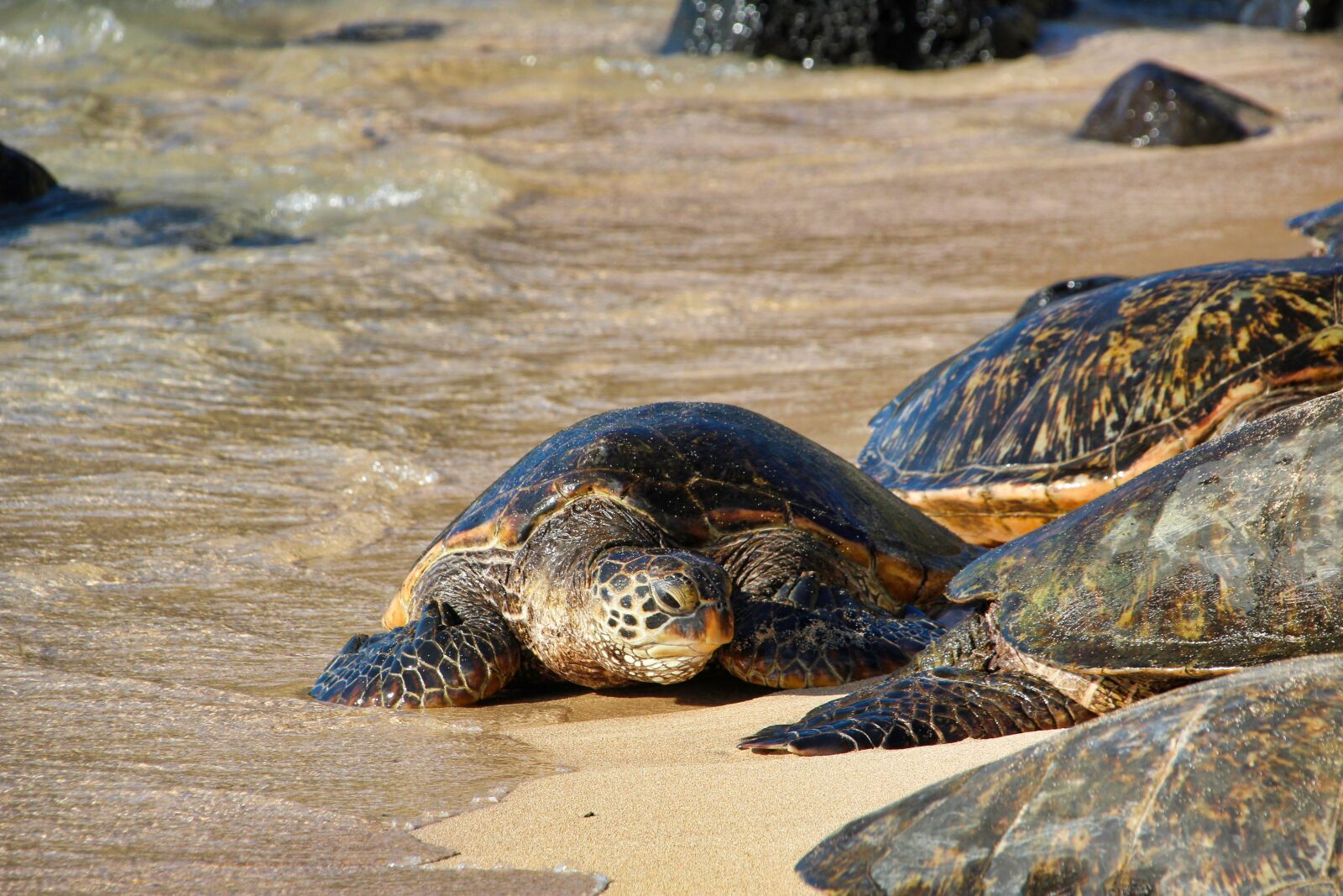 Canon EOS 1200D (EOS Rebel T5 / EOS Kiss X70 / EOS Hi) sample photo. Turtle, hawaii, maui photography