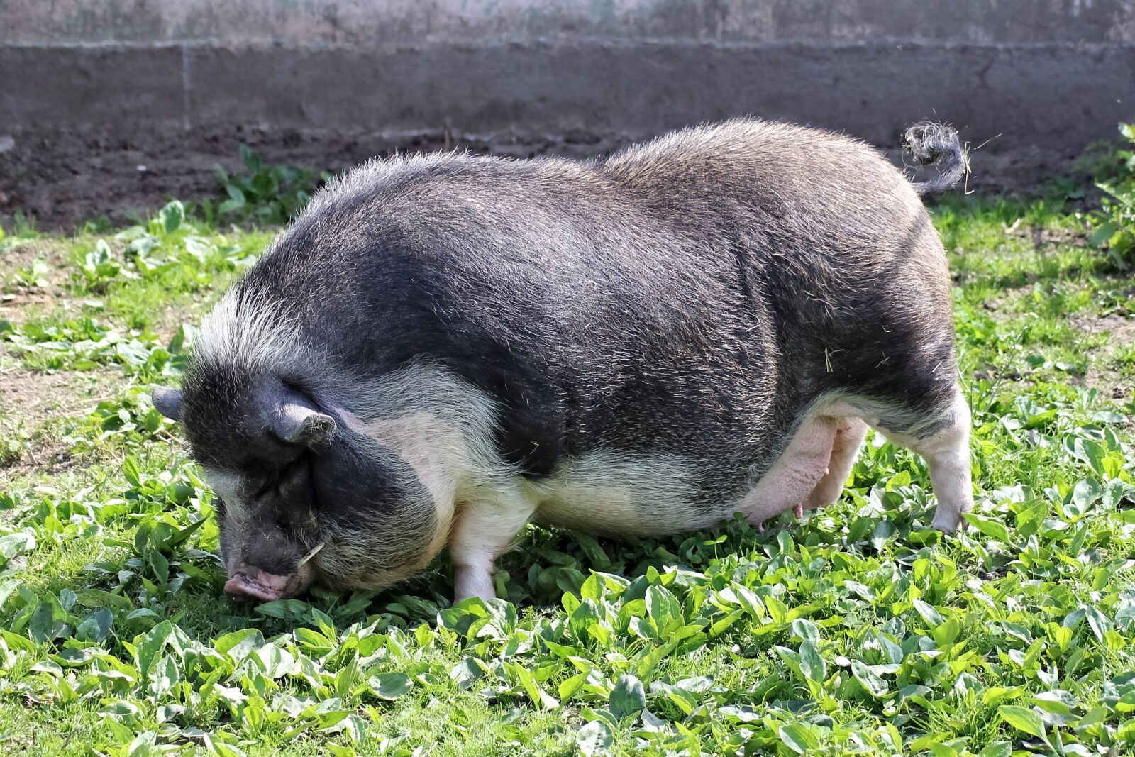 Canon EOS 600D (Rebel EOS T3i / EOS Kiss X5) sample photo. Pot bellied pig, pig photography