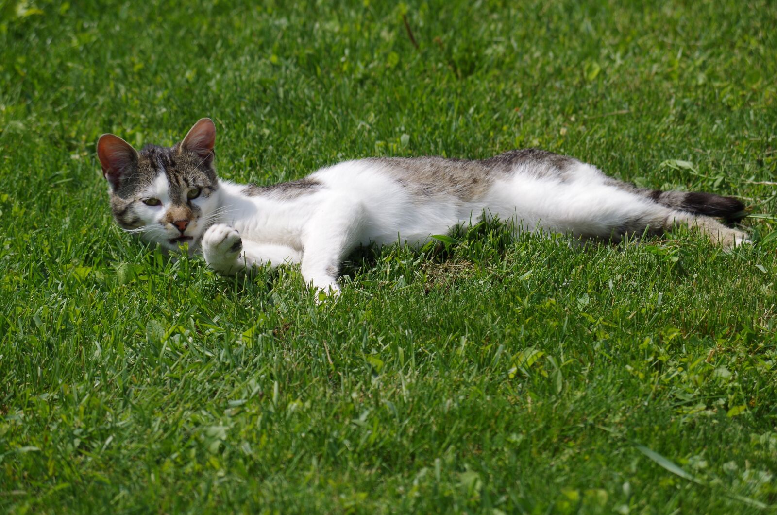 Pentax K-500 sample photo. Cat, strakatá, rest photography