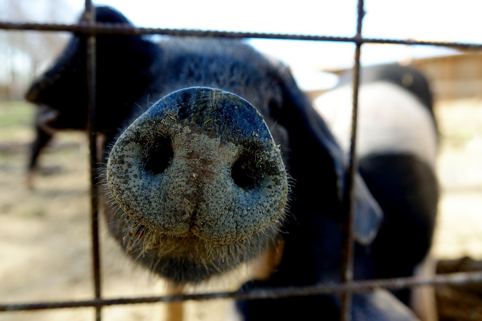 Sony Cyber-shot DSC-RX10 III sample photo. Mammal, animal, pig photography