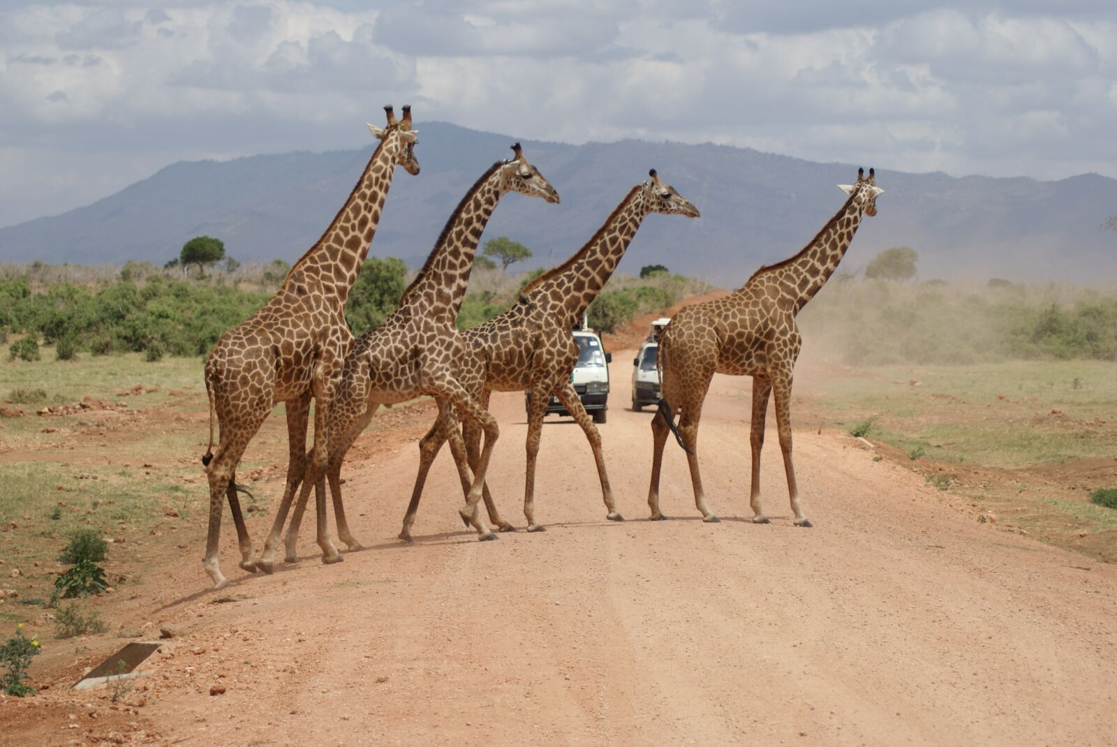 Sony Alpha DSLR-A200 sample photo. Campaign, giraffe, desert photography
