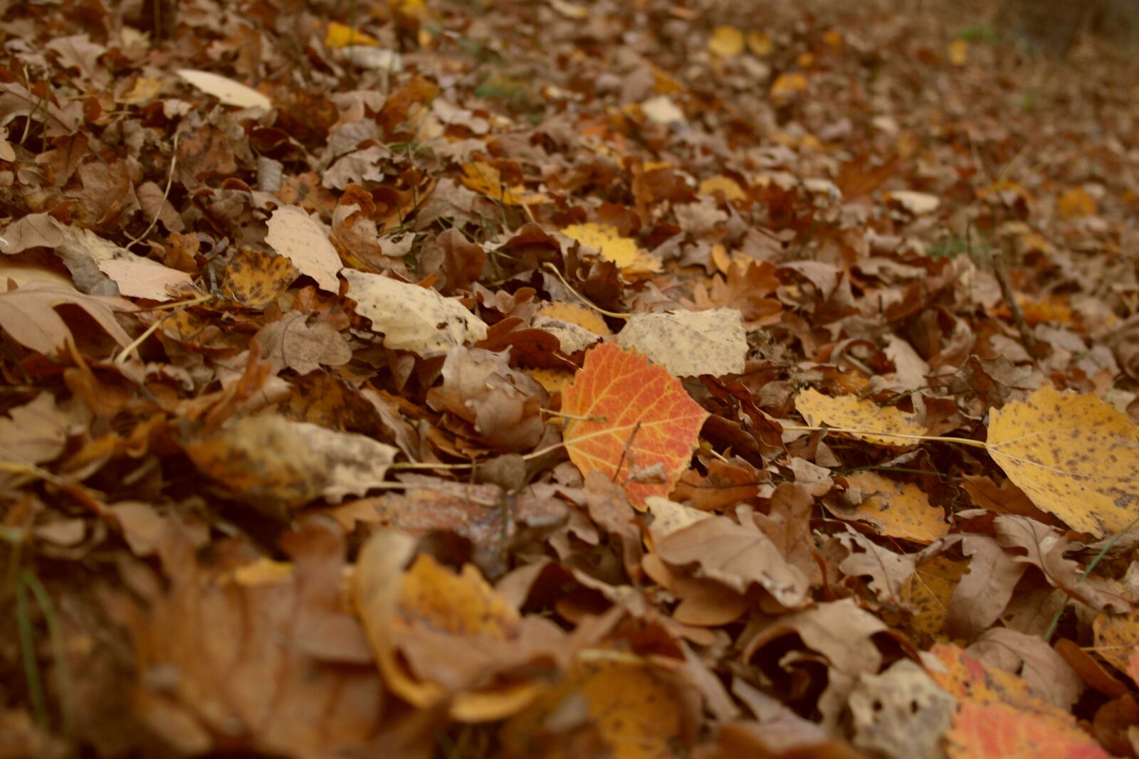 Samsung NX1000 sample photo. Leaves, autumn, colors photography