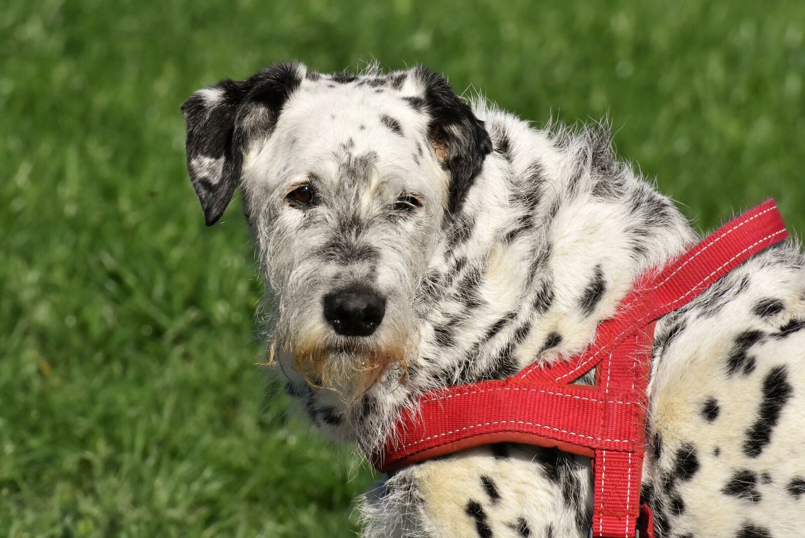 Nikon D7200 sample photo. Dog, fur, animal photography