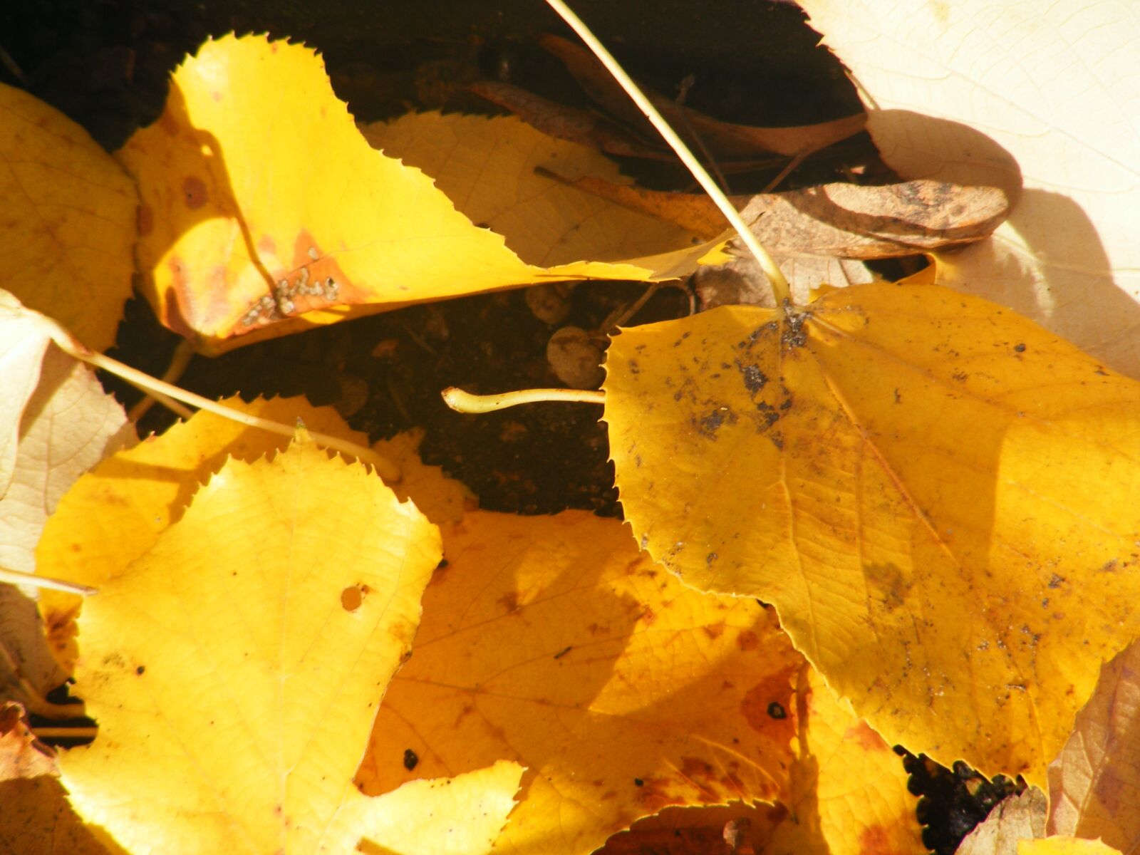 Fujifilm FinePix S5700 S700 sample photo. Autumn, nature, leaves photography