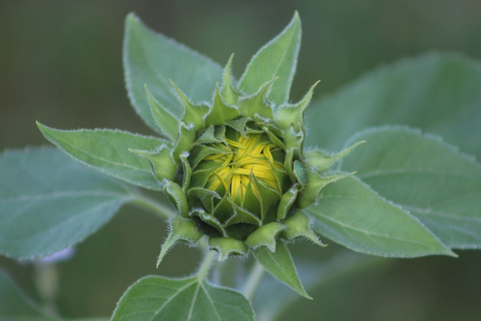Canon EF75-300mm f/4-5.6 sample photo. Flower, nature, blossom photography