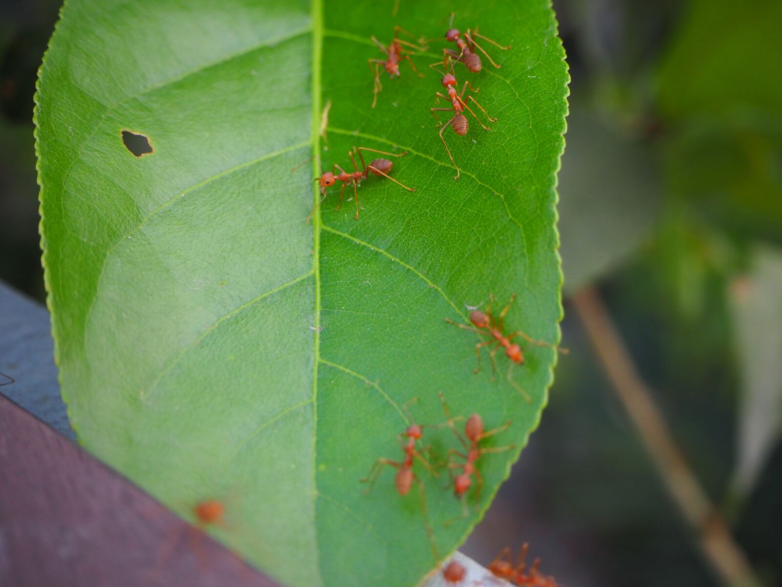 Olympus OM-D E-M10 III sample photo. Ants, autumn leaves, nature photography