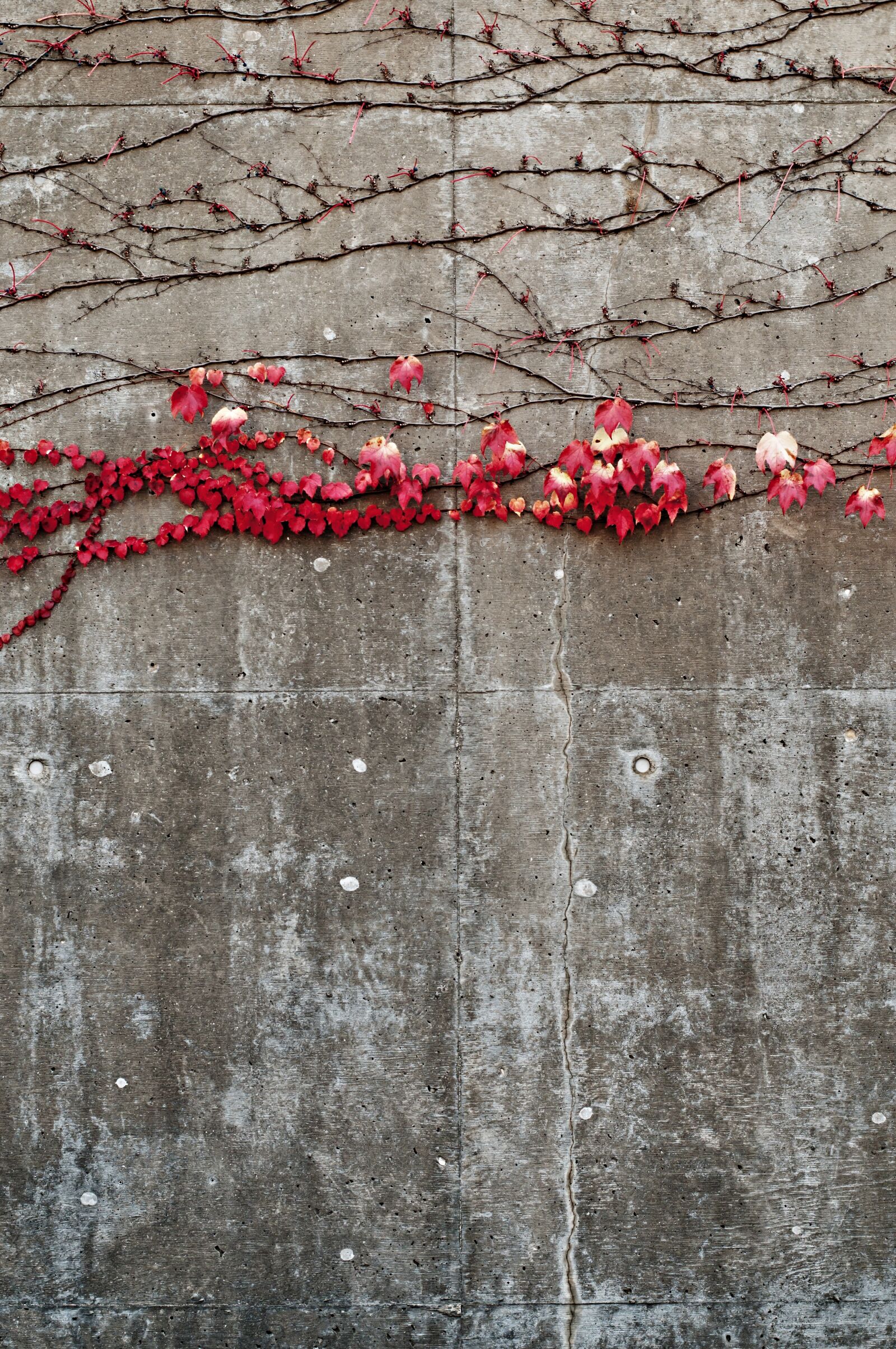 Nikon D300 sample photo. Autumn, concrete, fall photography