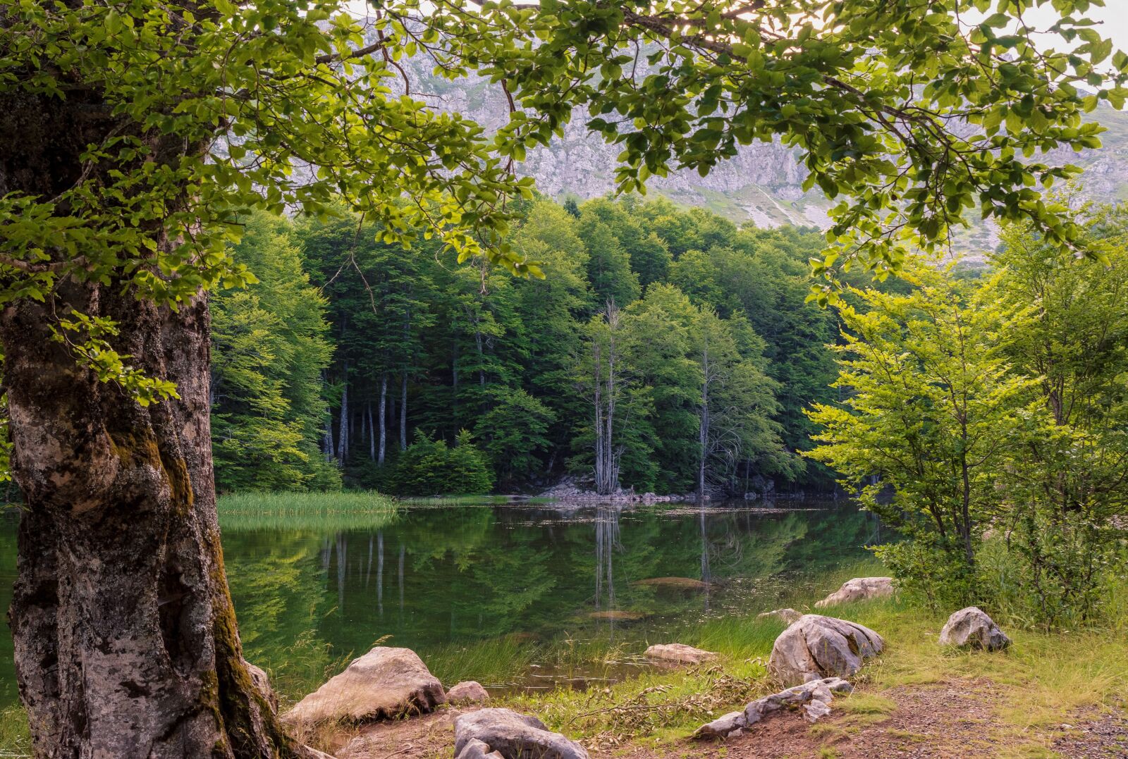 Tamron SP 24-70mm F2.8 Di VC USD sample photo. Green, mountain, landscape photography