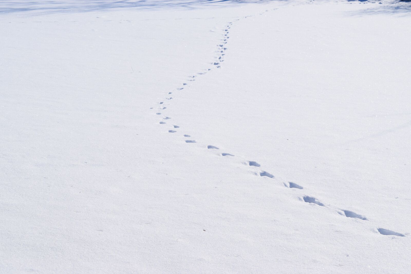 Nikon D5300 sample photo. Traces, snow, winter photography