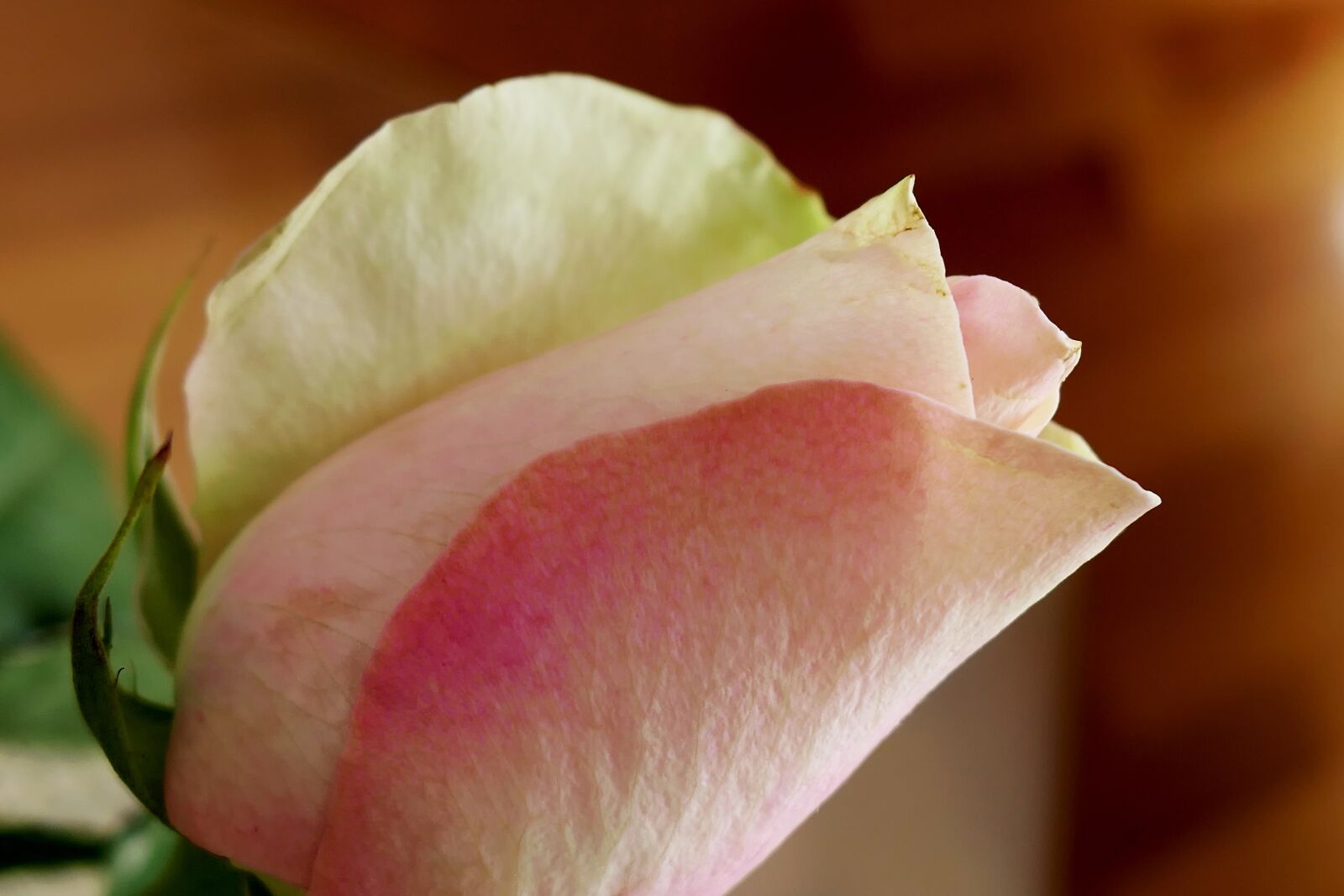 Panasonic Lumix DMC-LX10 (Lumix DMC-LX15) sample photo. Rose, flower, blossom photography