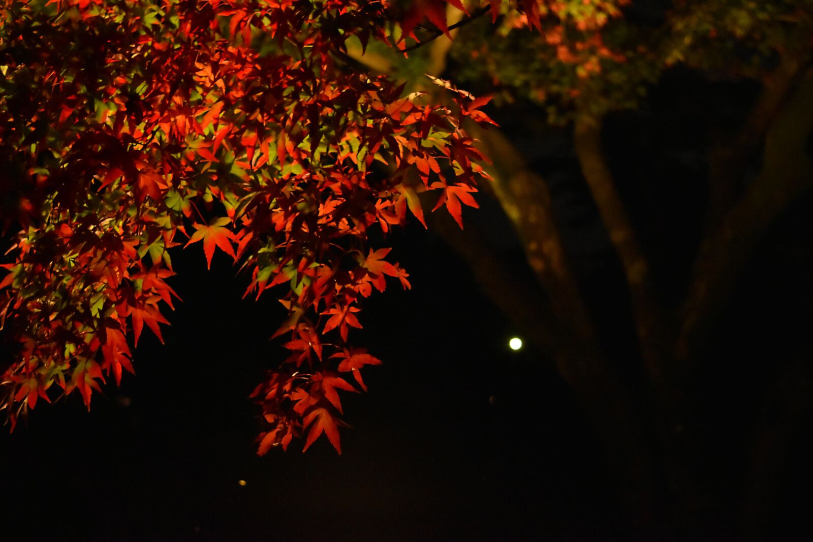 Nikon D5500 sample photo. Autumn, maple, autumnal leaves photography