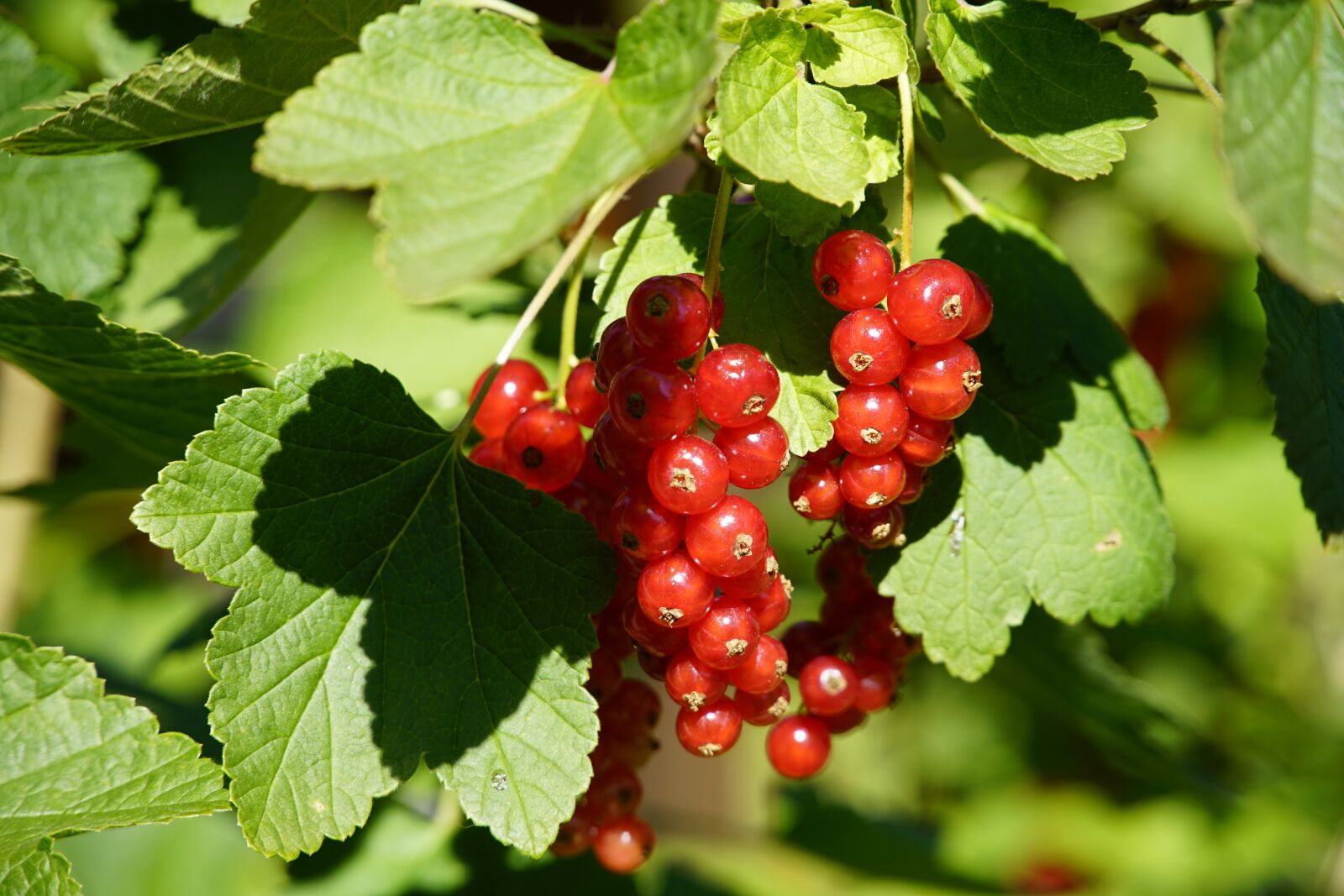 Sony a7R II + Sony E PZ 18-105mm F4 G OSS sample photo. Red, currant, fruit photography