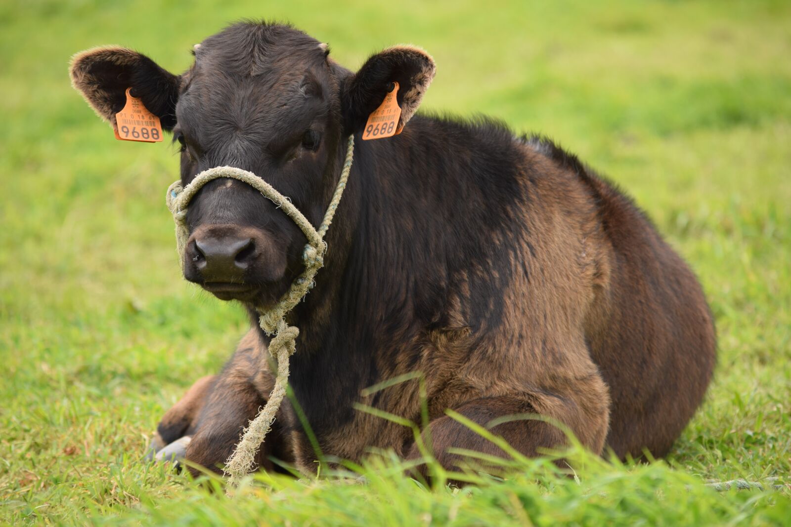 Nikon D3300 sample photo. Cattle, cow, animal photography