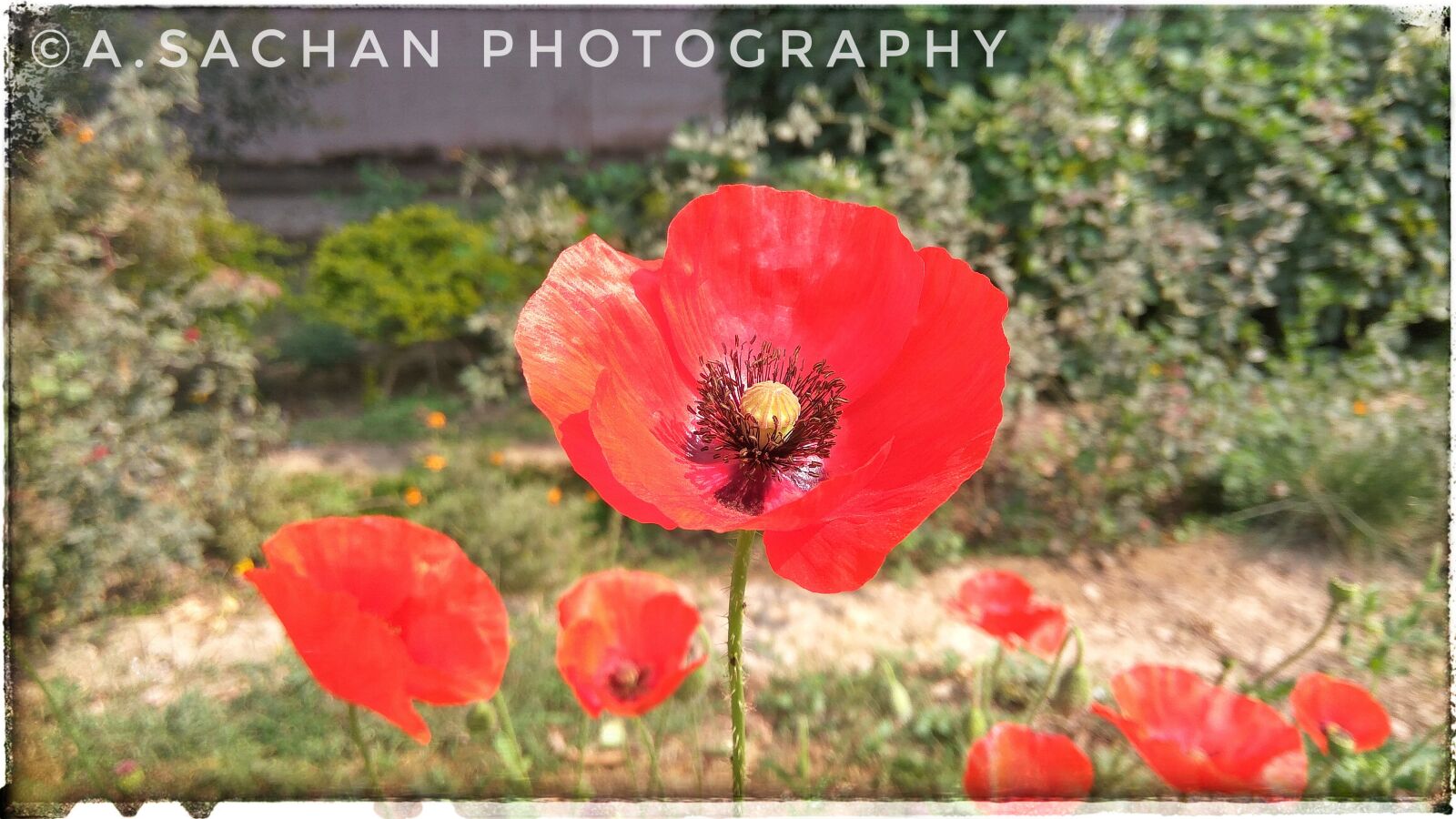 Xiaomi Redmi Note3 sample photo. Flower, poppy, red photography