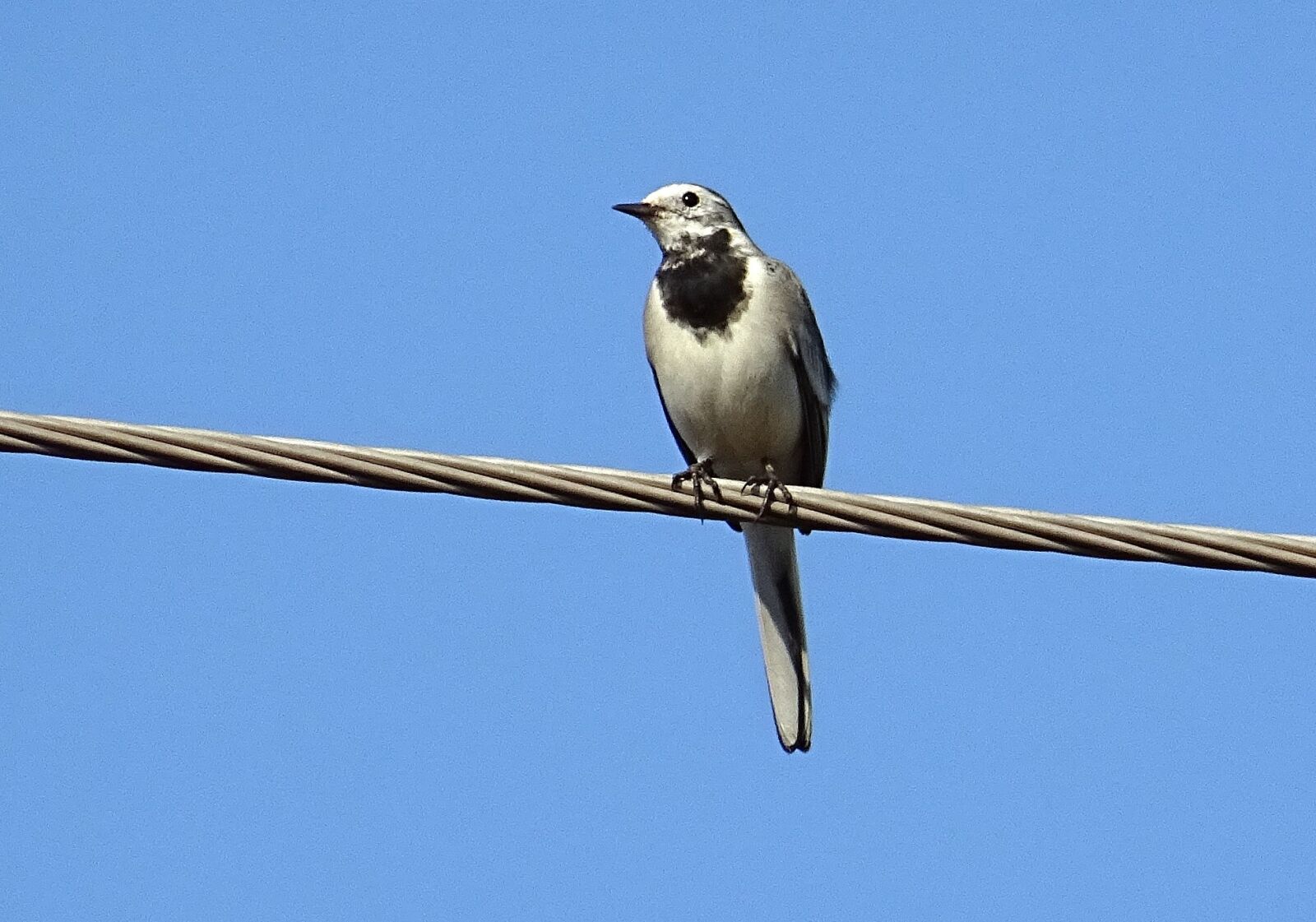 Sony DSC-HX60V sample photo. Bird, wagtail, white wagtail photography