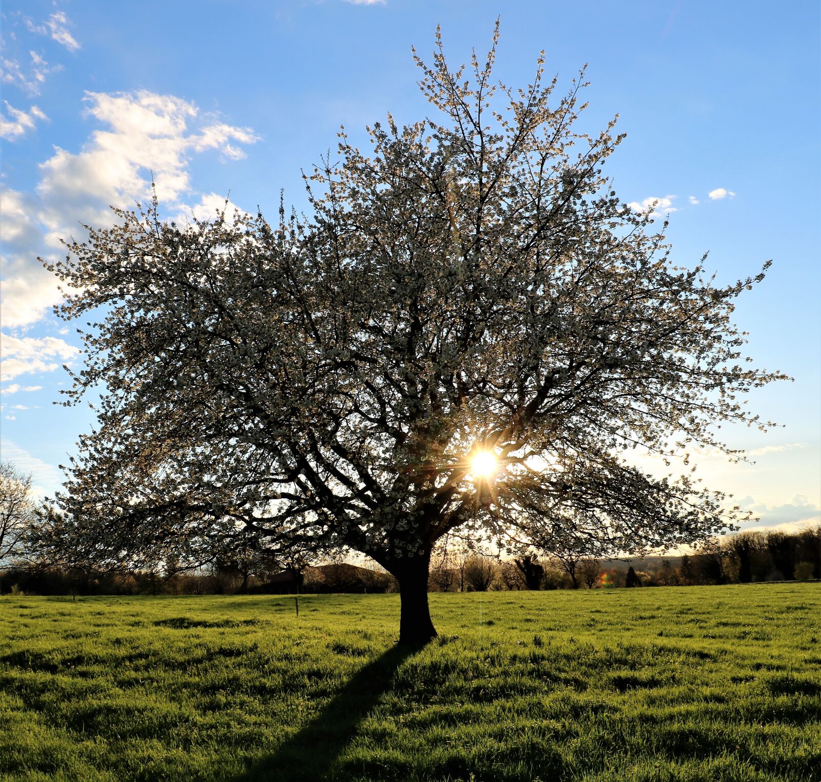 Canon EOS 750D (EOS Rebel T6i / EOS Kiss X8i) sample photo. Tree, spring, land photography