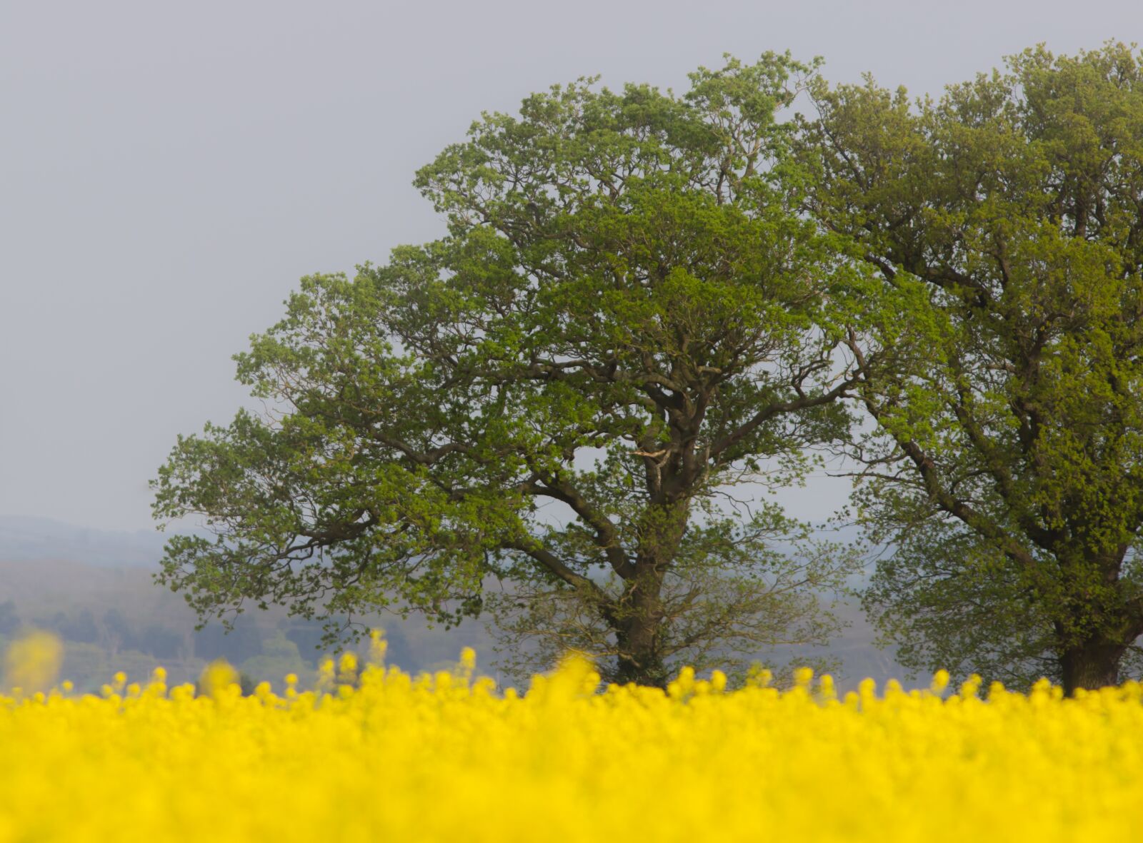 Canon EF 300mm F4L IS USM sample photo. Tree, rapeseed, nature photography