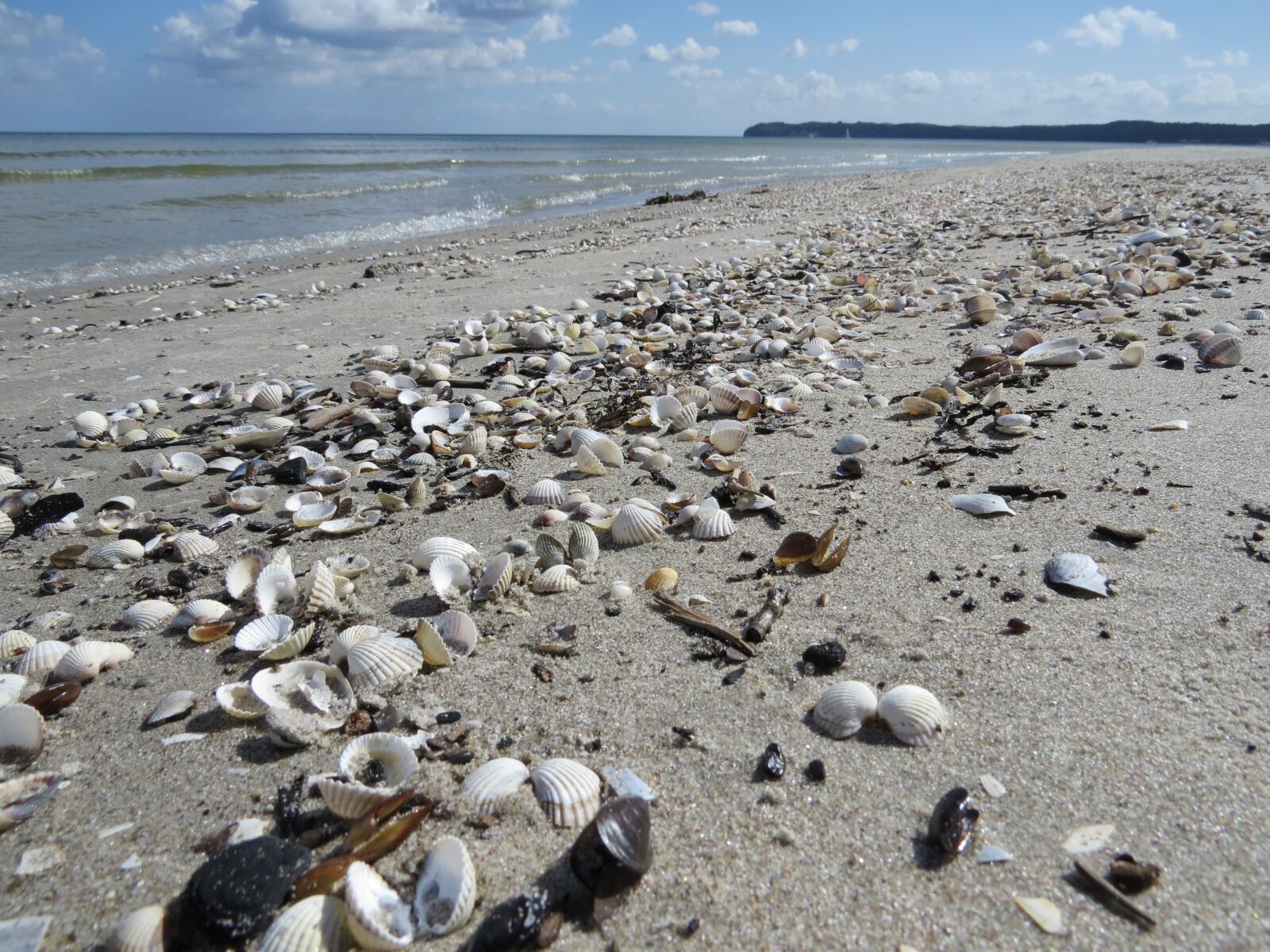Canon PowerShot SX50 HS sample photo. Beach, mussels, sand photography