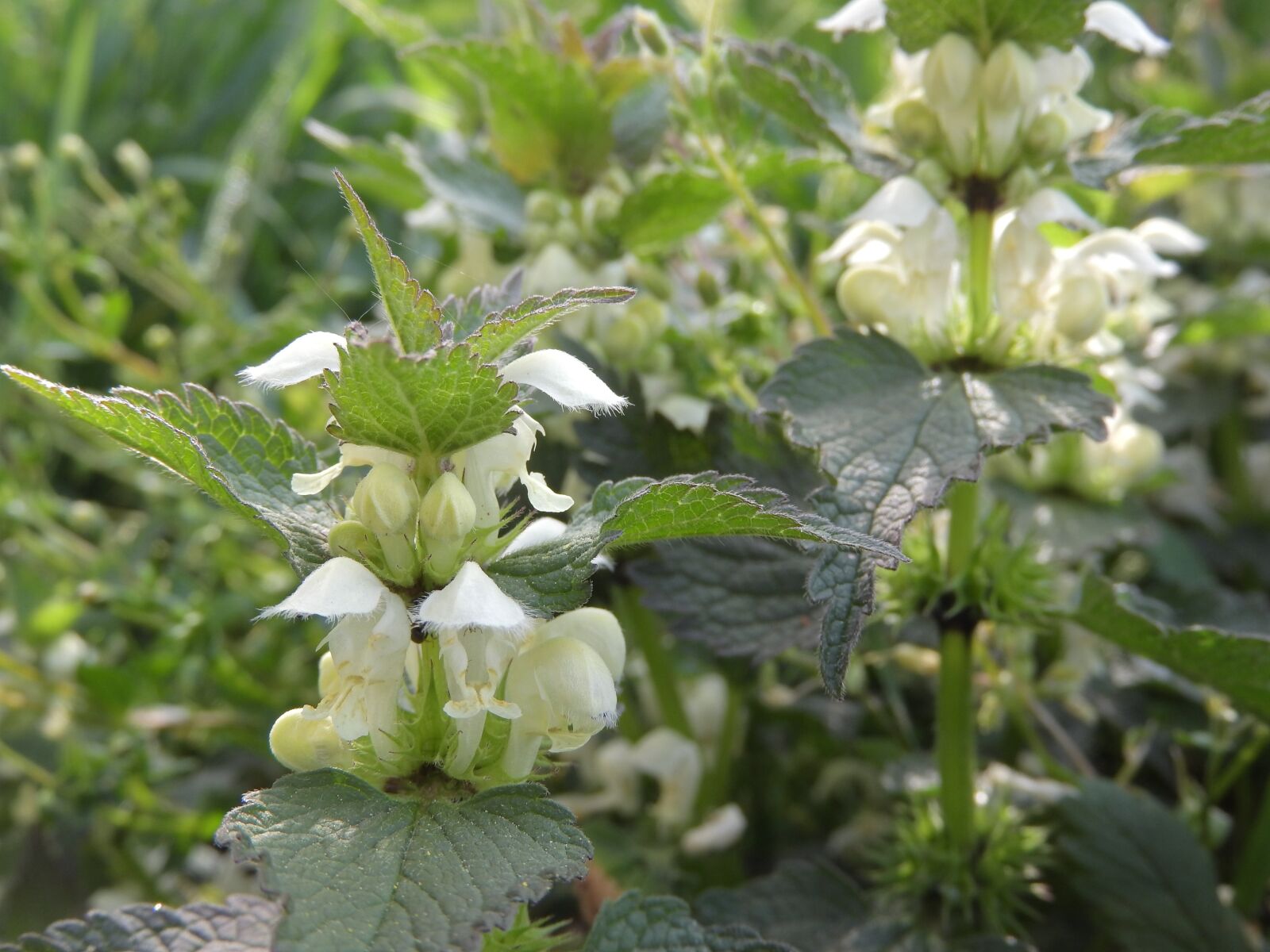 Nikon Coolpix P610 sample photo. Lamium album, hluchavka, the photography