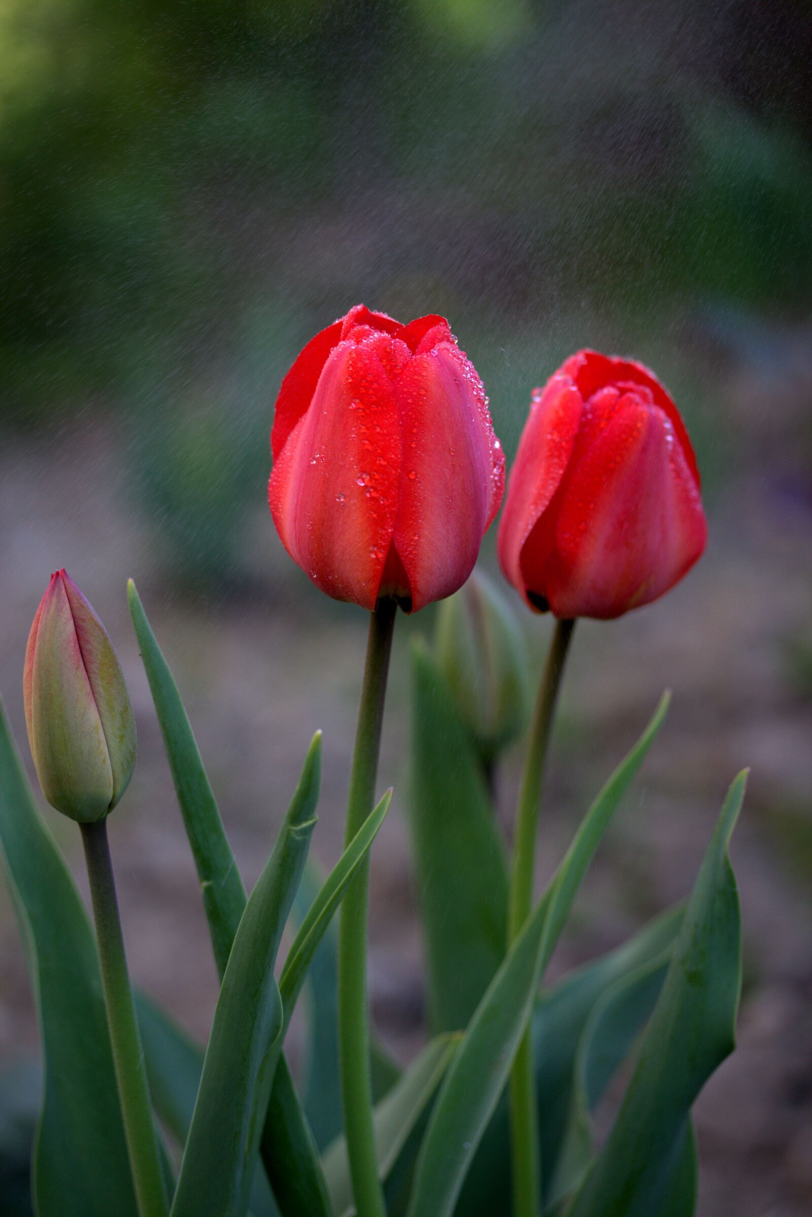 Canon EOS 700D (EOS Rebel T5i / EOS Kiss X7i) sample photo. Tulips, red, rain photography