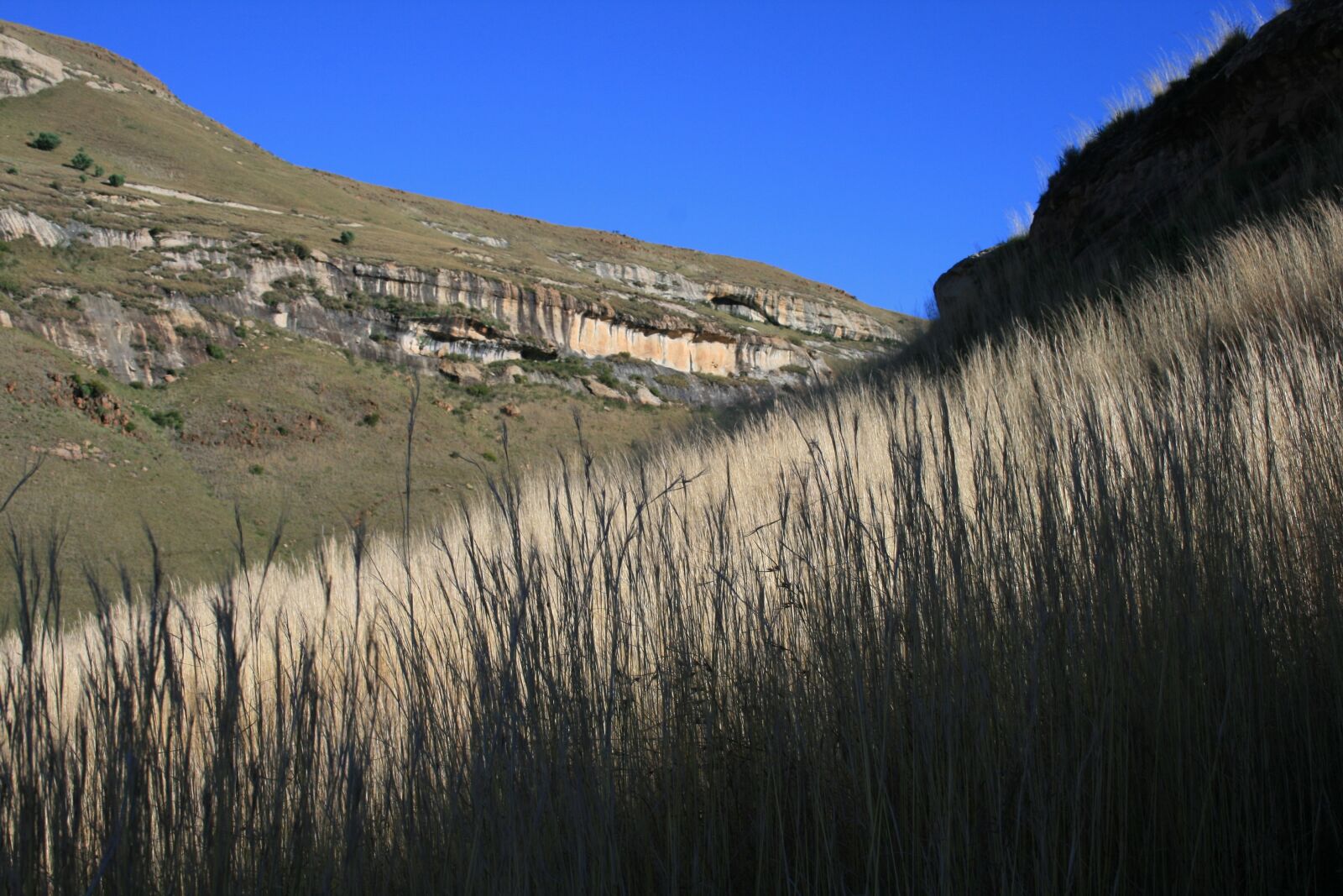 Canon EOS 400D (EOS Digital Rebel XTi / EOS Kiss Digital X) sample photo. Drakensberg mountains, grass, veld photography