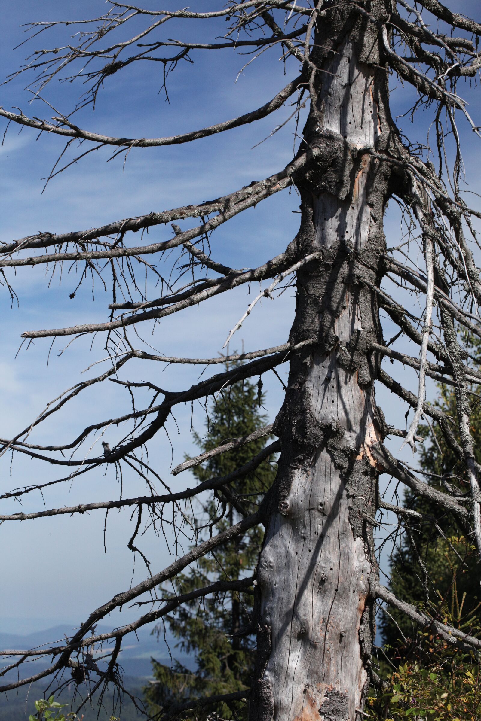 Canon EOS 5D Mark II sample photo. Tree, dry wood, spruce photography