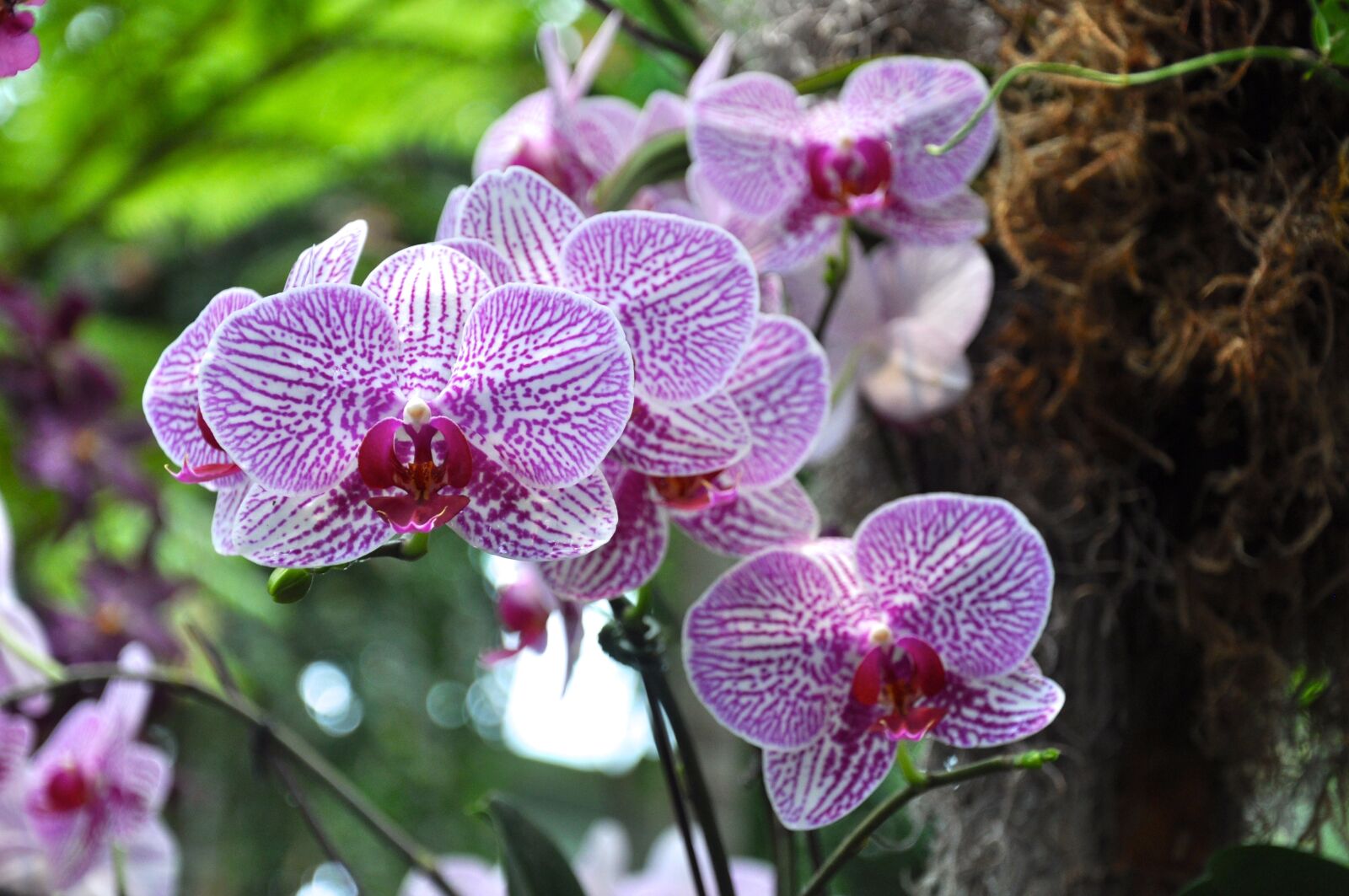 Nikon D5000 sample photo. Orchids, flowers, ny botanical photography