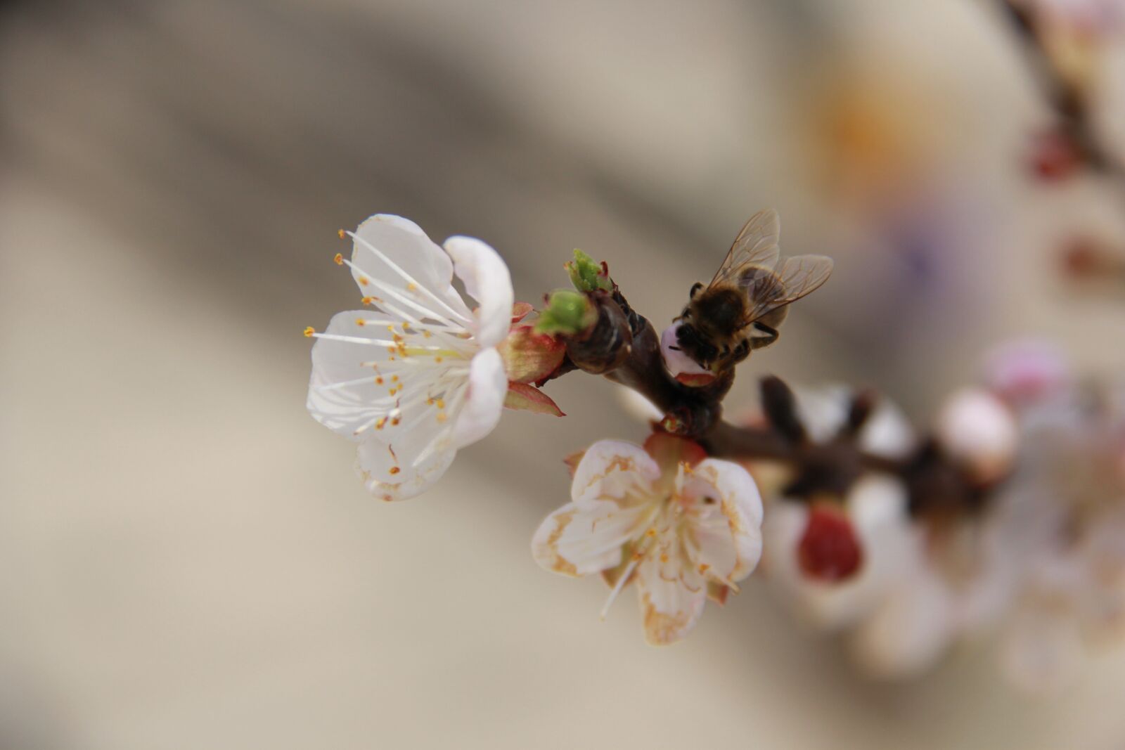 Canon EF-S 18-200mm F3.5-5.6 IS sample photo. Flower, cherry, nature photography