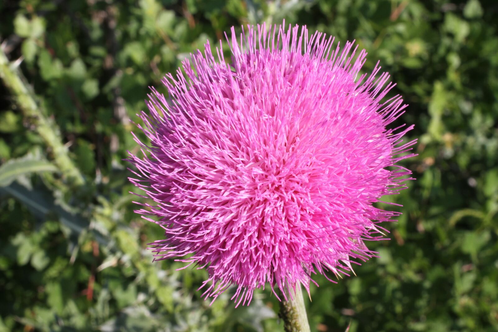 Canon EOS 7D sample photo. Pink, flower, colorado photography