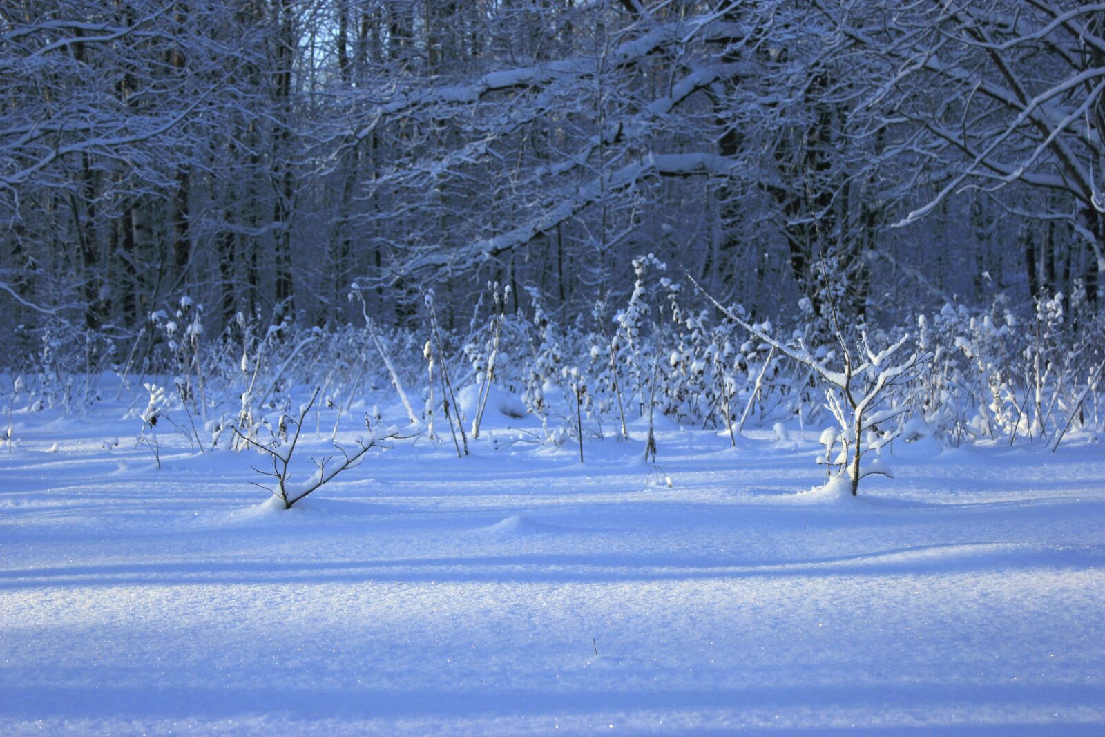 Canon EOS 550D (EOS Rebel T2i / EOS Kiss X4) sample photo. Winter, cold, white photography