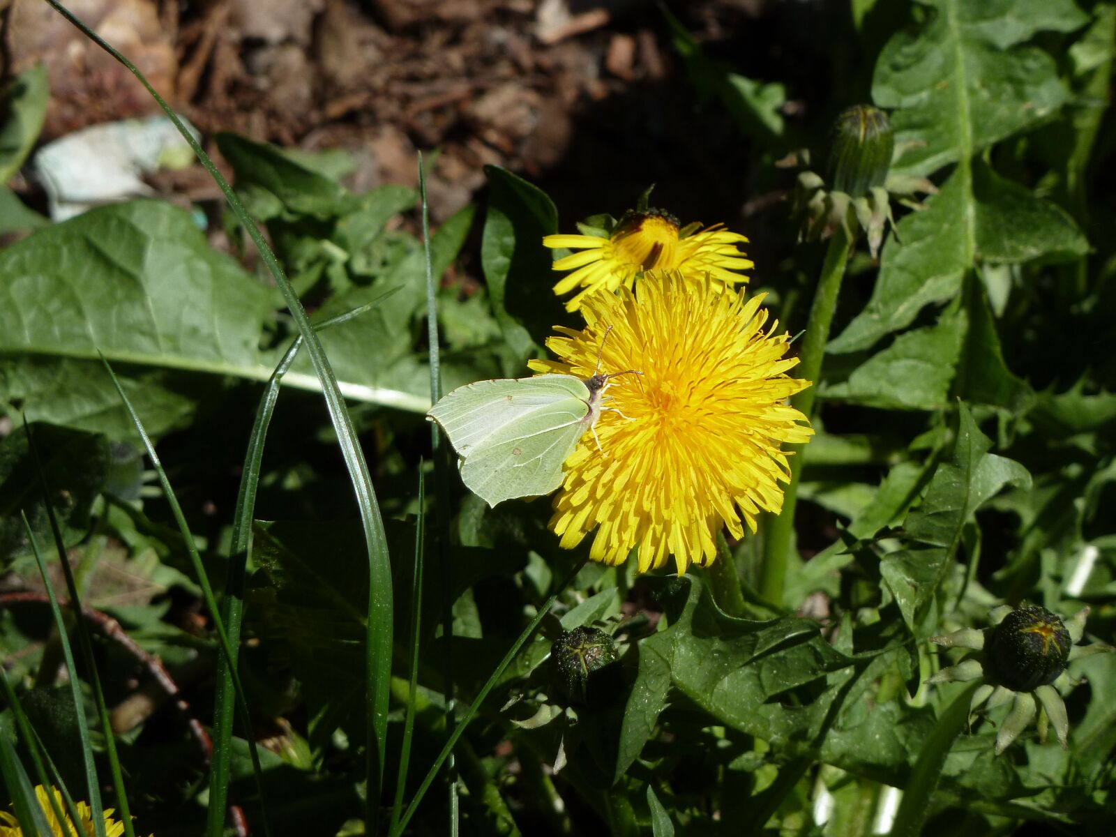 Panasonic Lumix DMC-ZS7 (Lumix DMC-TZ10) sample photo. Dandelion, gonepteryx rhamni, butterfly photography