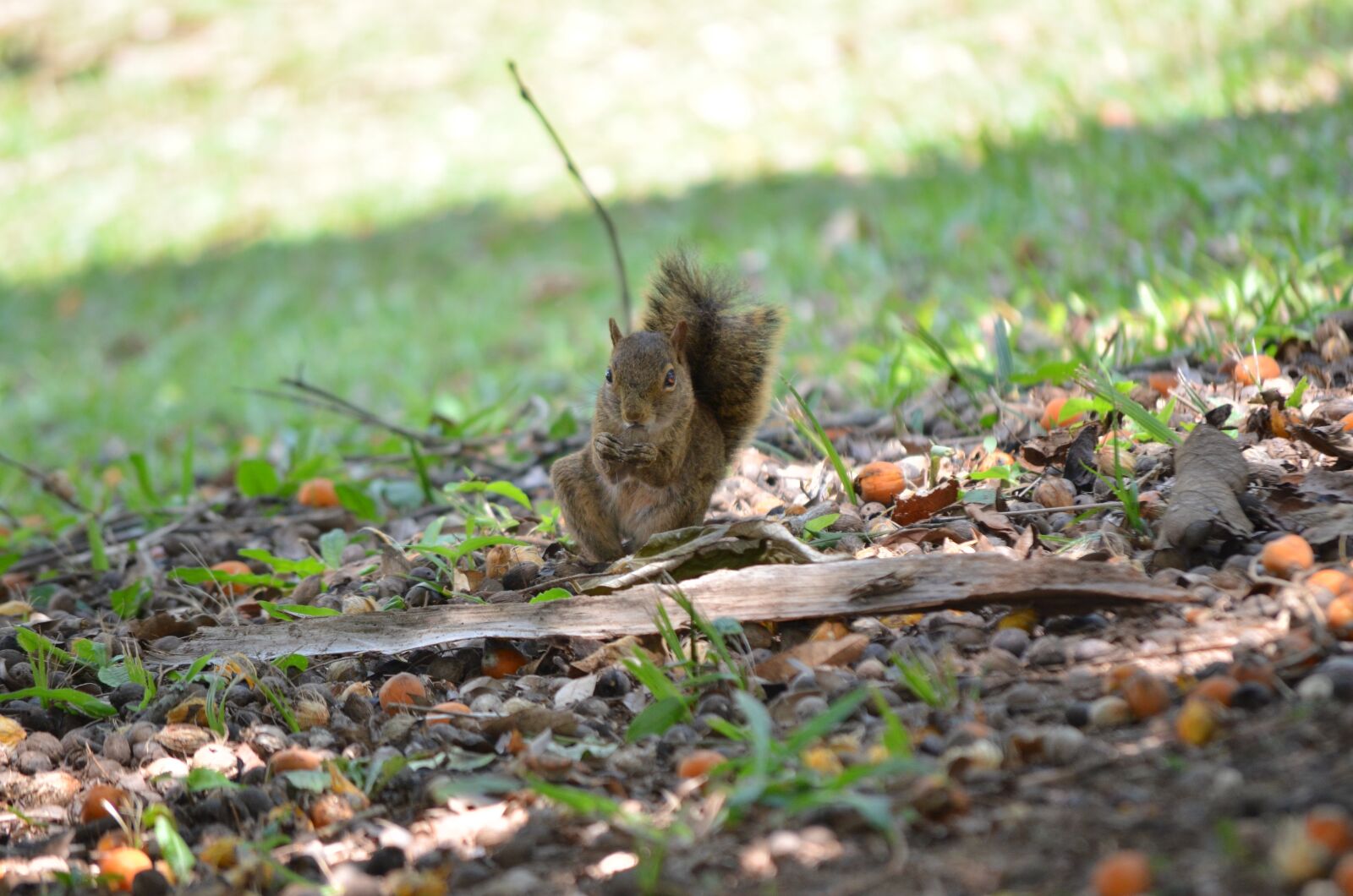Nikon D5100 sample photo. Nature, squirrel, funny photography