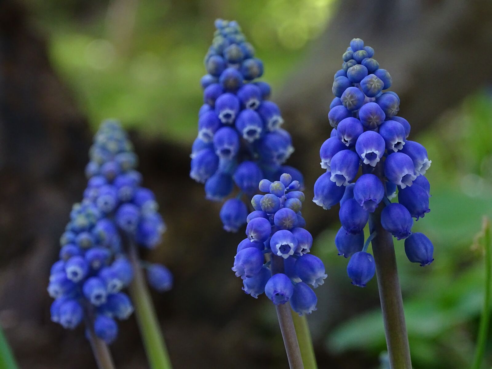 Sony Cyber-shot DSC-HX400V sample photo. Muscari, flower, blue photography
