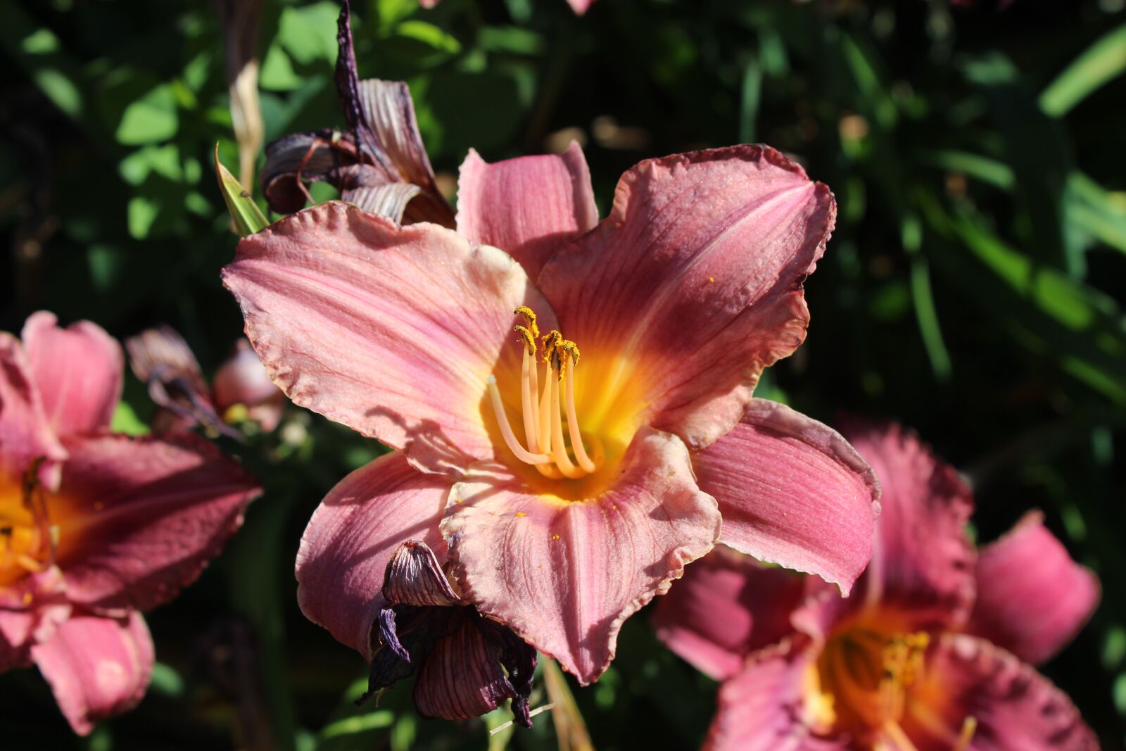 Canon EOS 600D (Rebel EOS T3i / EOS Kiss X5) sample photo. Pink flower, pink, flower photography