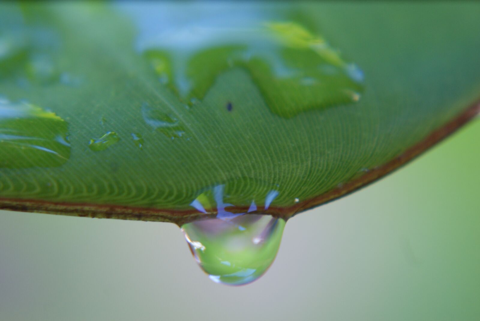 Sony Alpha DSLR-A200 sample photo. Leaf, water, green photography