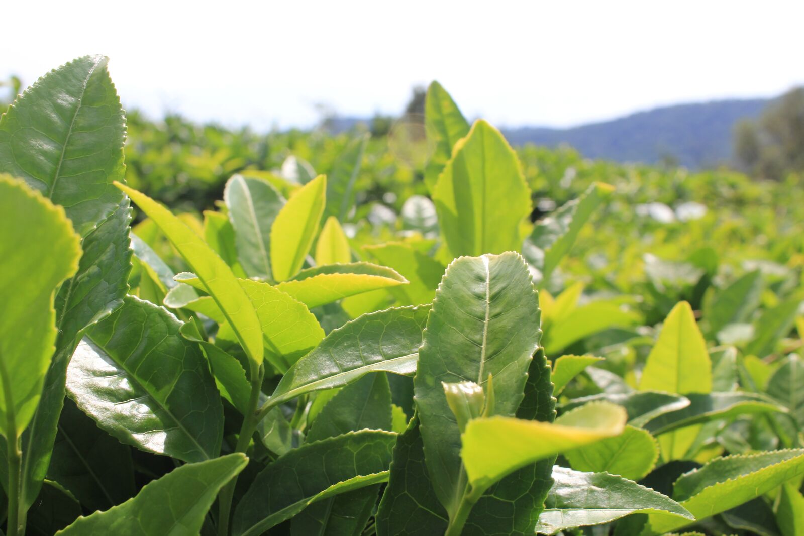 Canon EOS 60D sample photo. Tea, tea plantation, plants photography