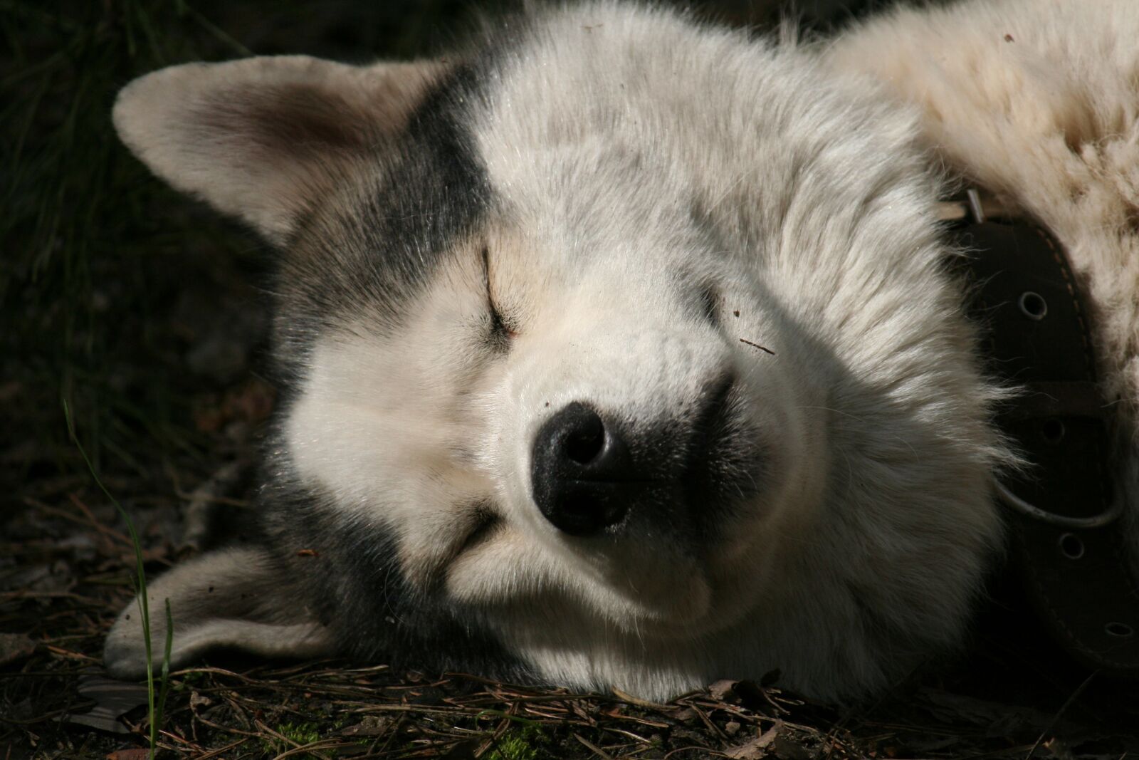 Canon EOS 350D (EOS Digital Rebel XT / EOS Kiss Digital N) sample photo. Husky, dream, quiet hours photography