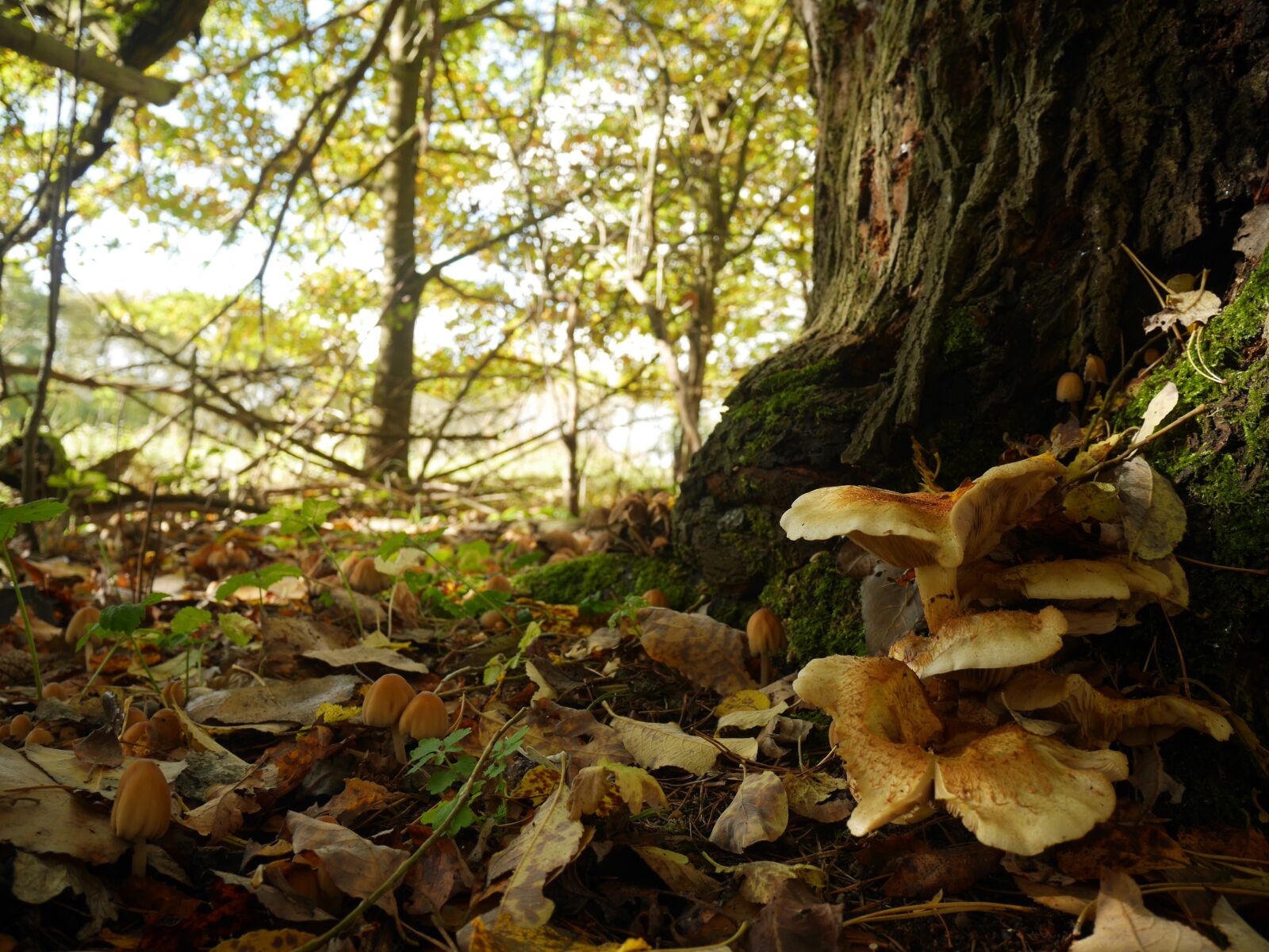Panasonic Lumix DMC-GF7 sample photo. Forest, fungi, leaves photography