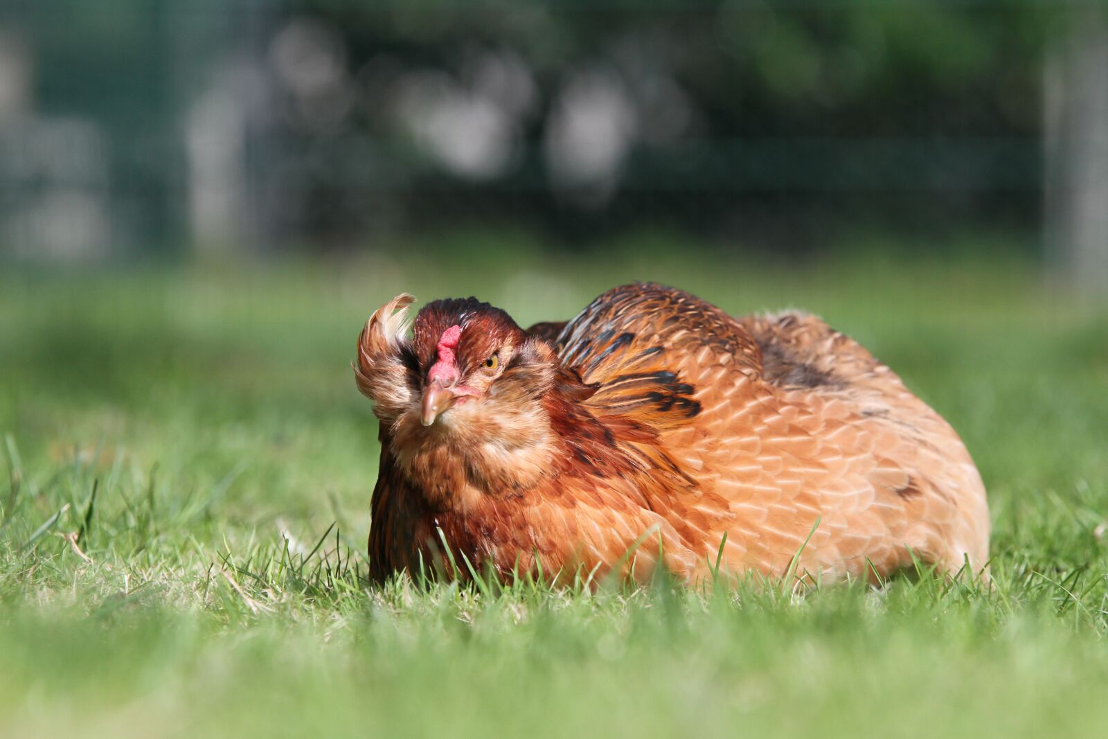 Canon EOS 7D sample photo. Hen, chicken, araucana photography