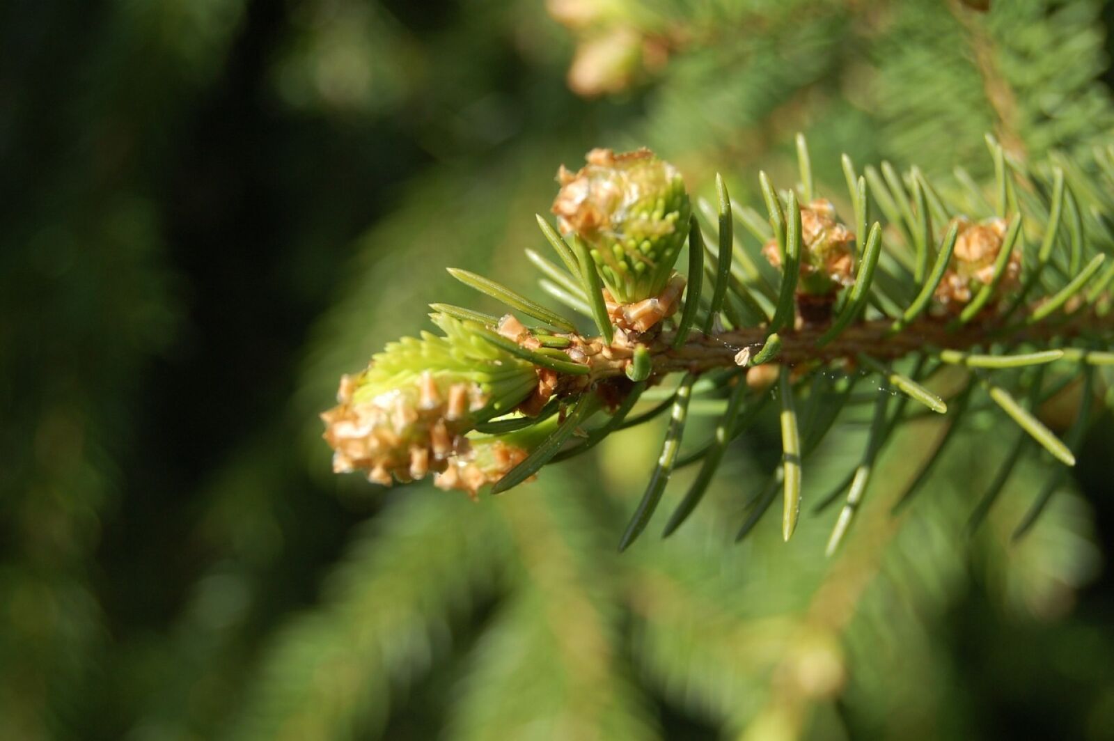 Nikon D40 sample photo. Swedish furn, tree, leaves photography