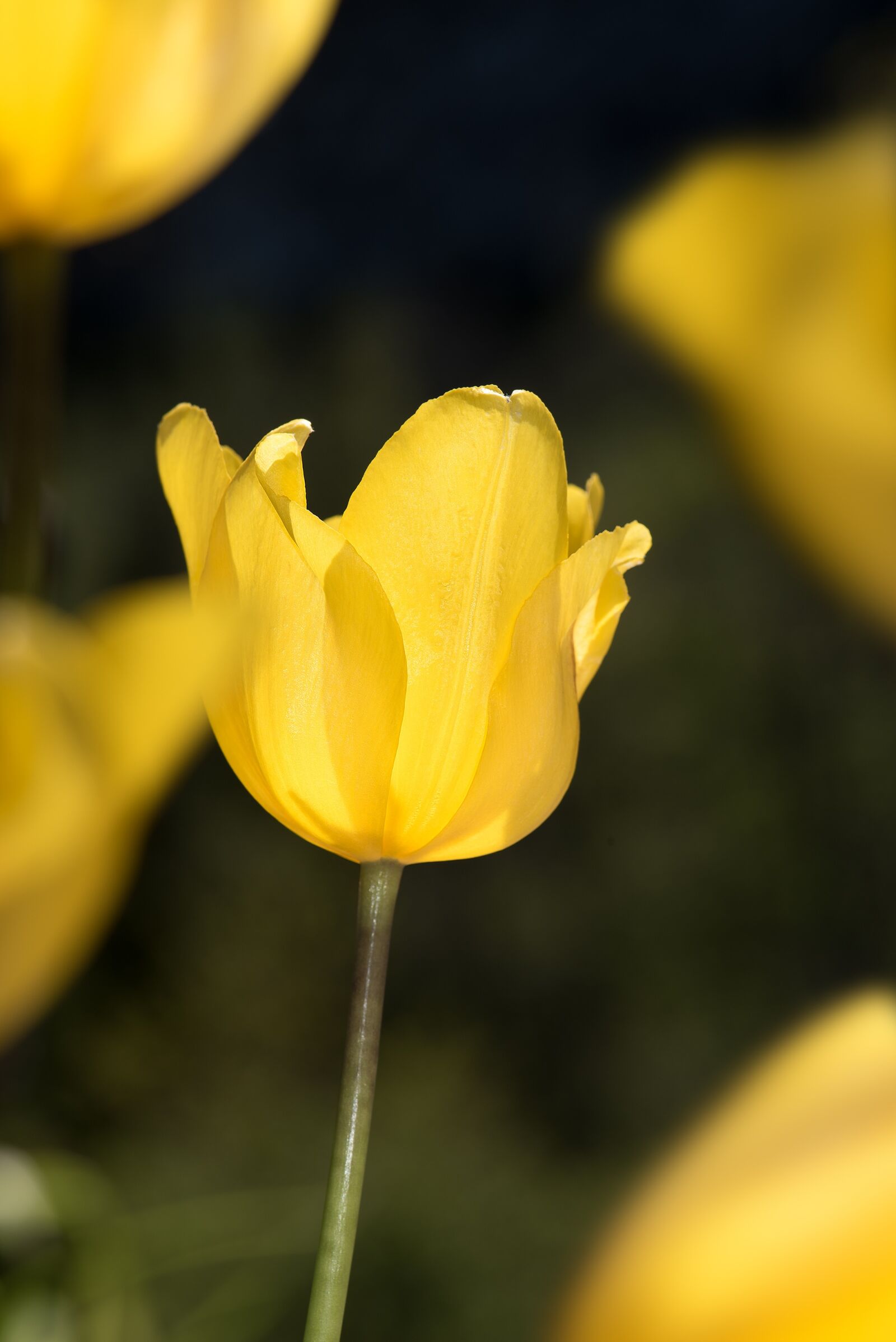 Nikon D750 sample photo. Tulip, yellow, yellow tumor photography